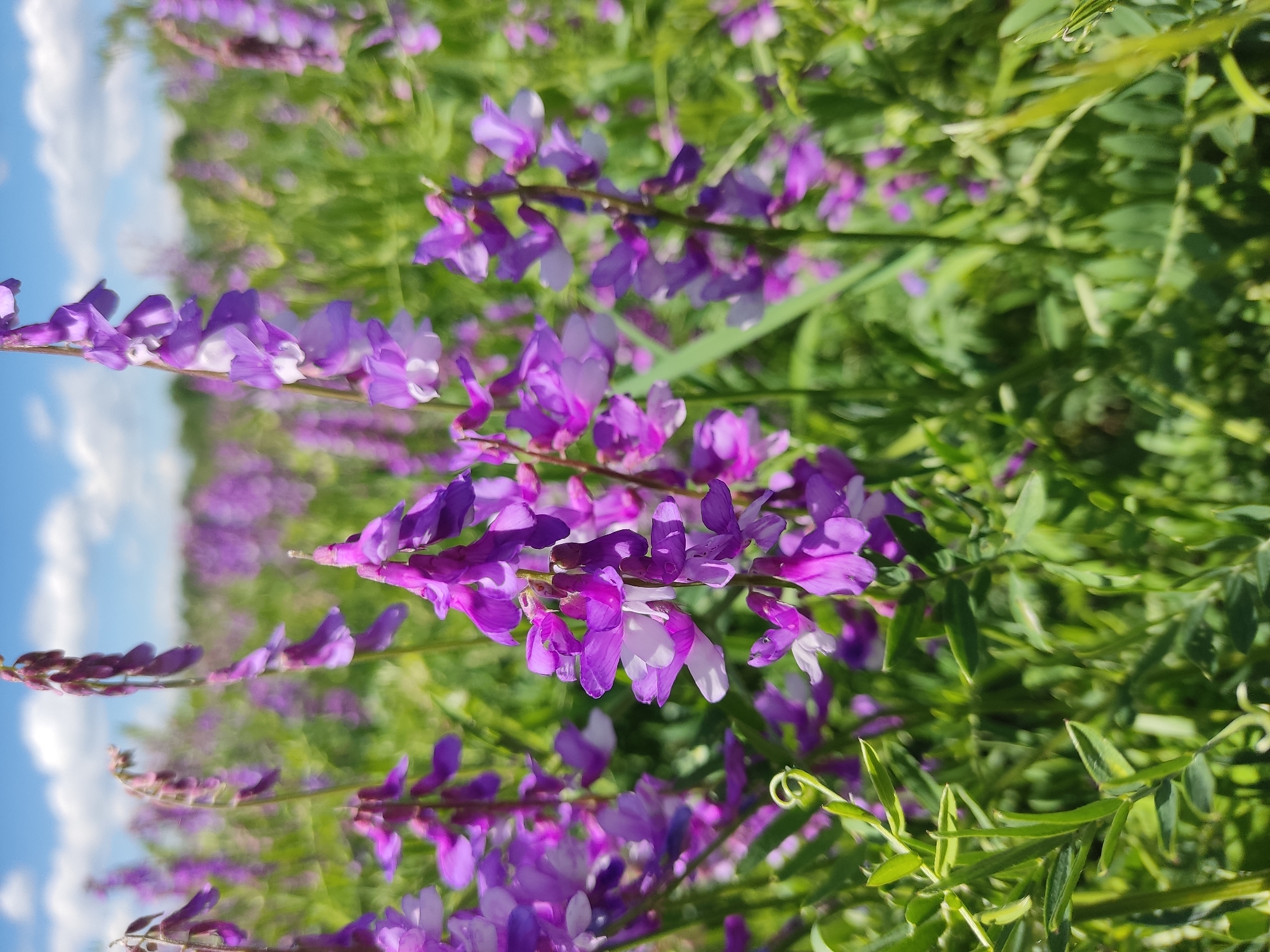 Purple wildflowers bloom in Ukrainian field near Svitle