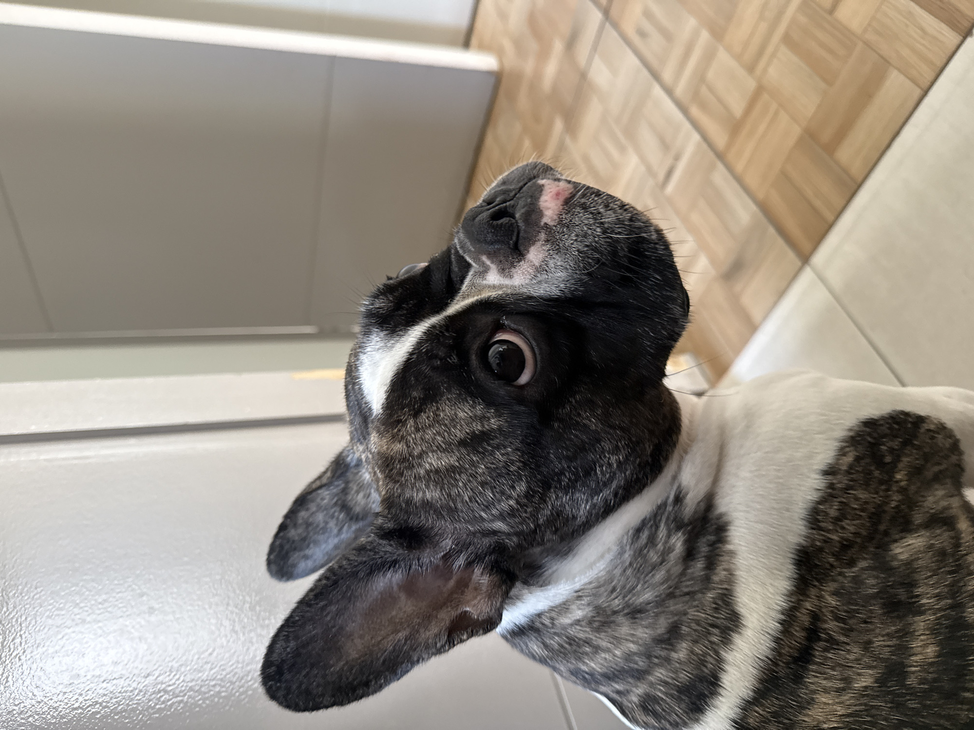 Alert French Bulldog caught in close-up side profile