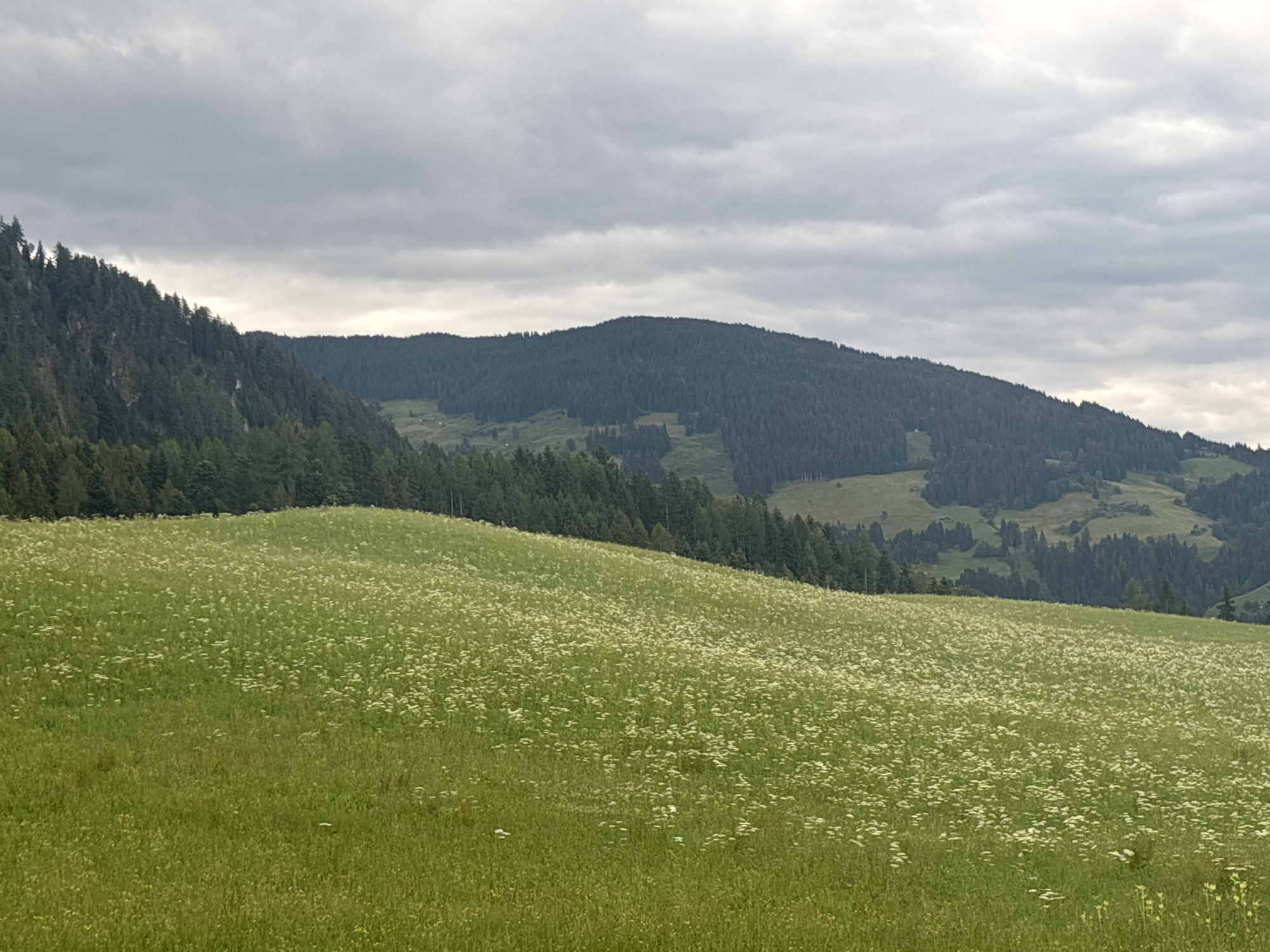 Wildflower meadow and cabin on an Austrian hillside