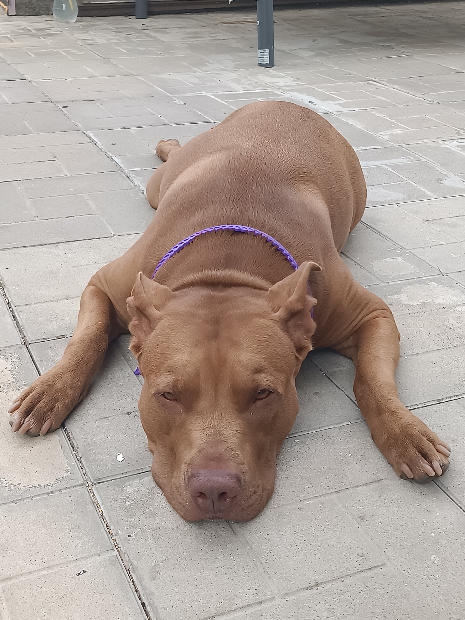 Pit bull taking it easy on a tiled patio in Zatoka