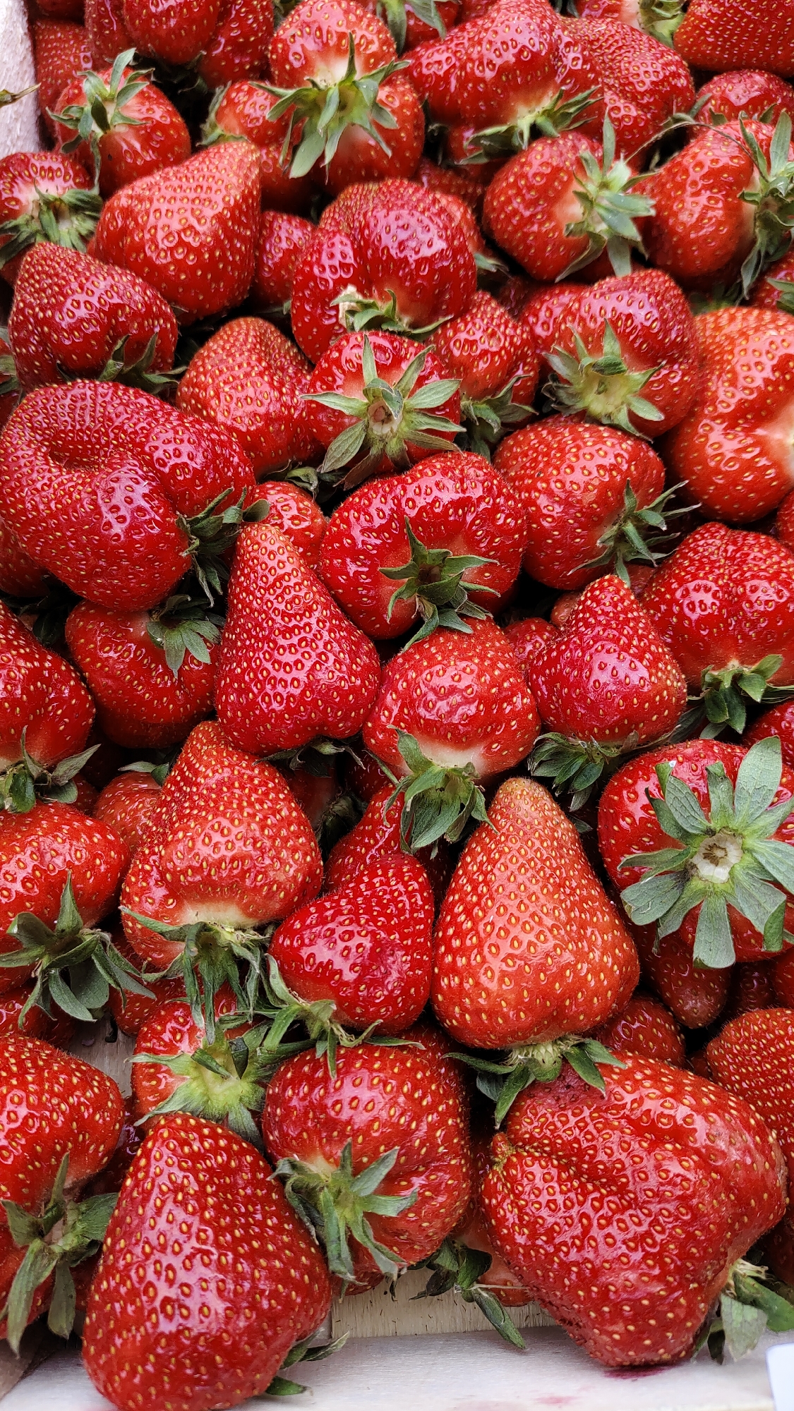 Fresh berries documented in early morning Krasnoyarsk
