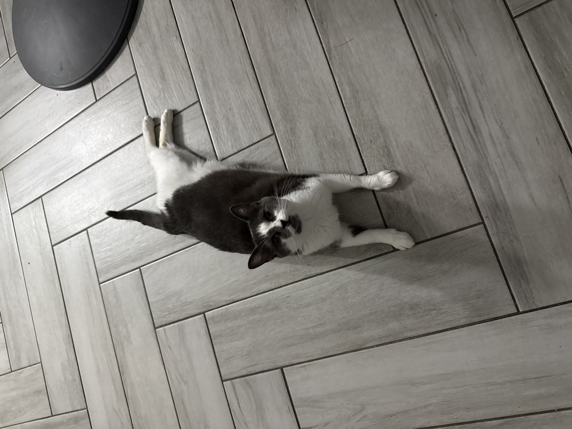 Cats taking over the herringbone floor in Bellmore