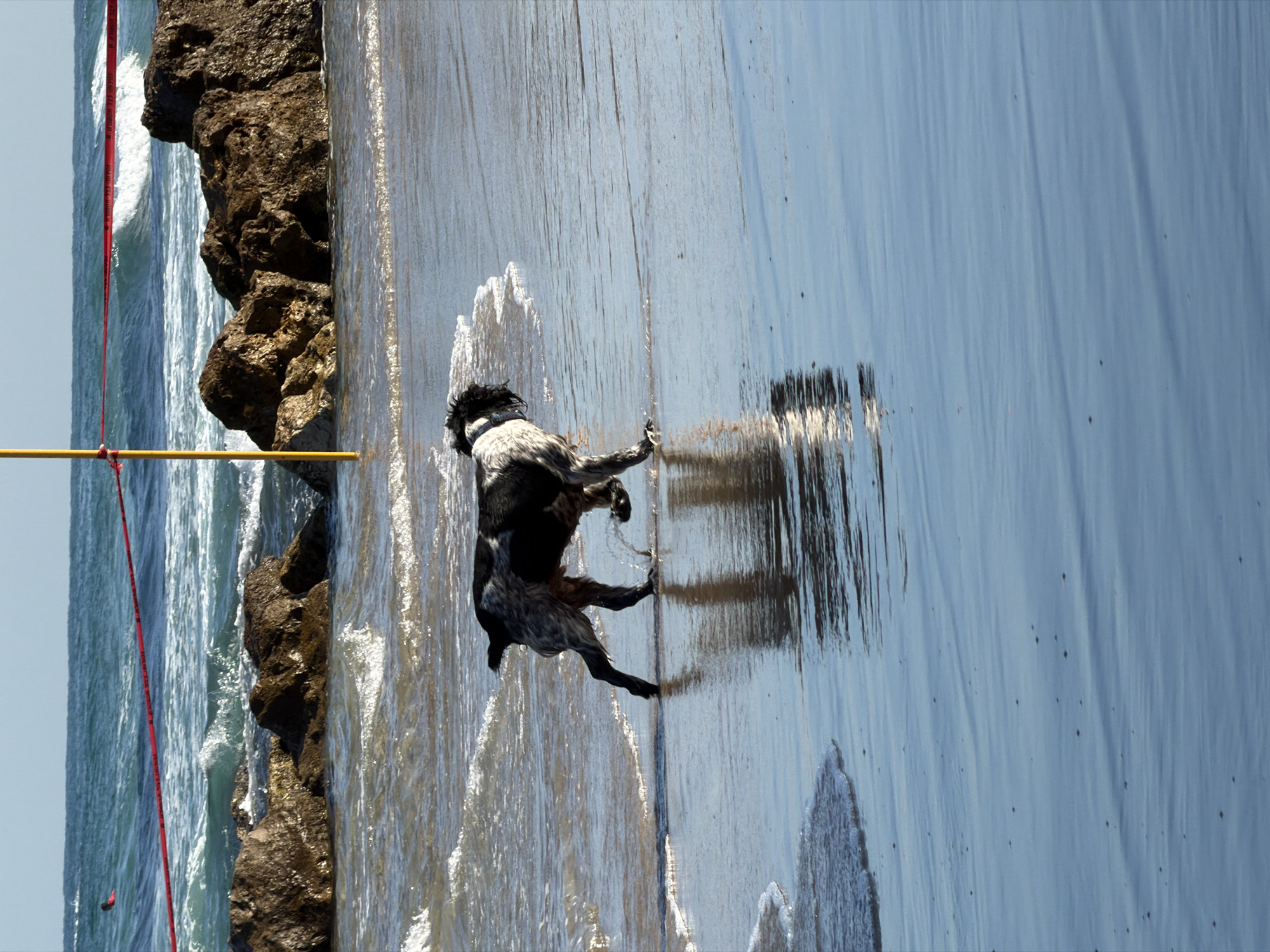 Early morning beach scene at Bat Yam — swimmers, paddleboarders, and dogs