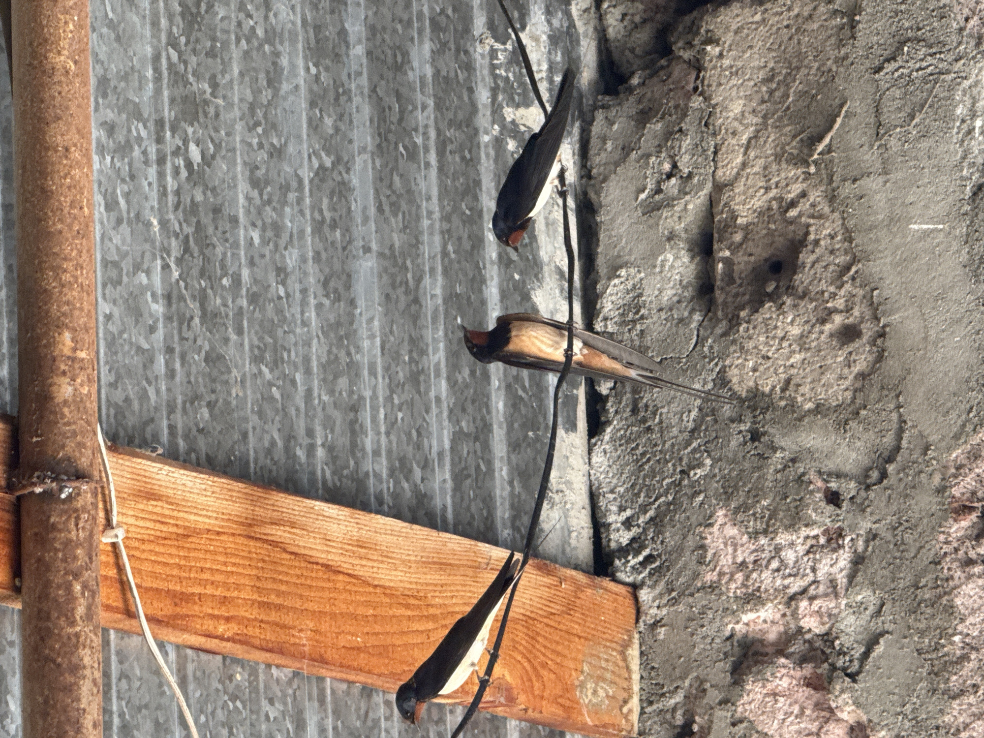 Three swallows perch on wire above concrete surface