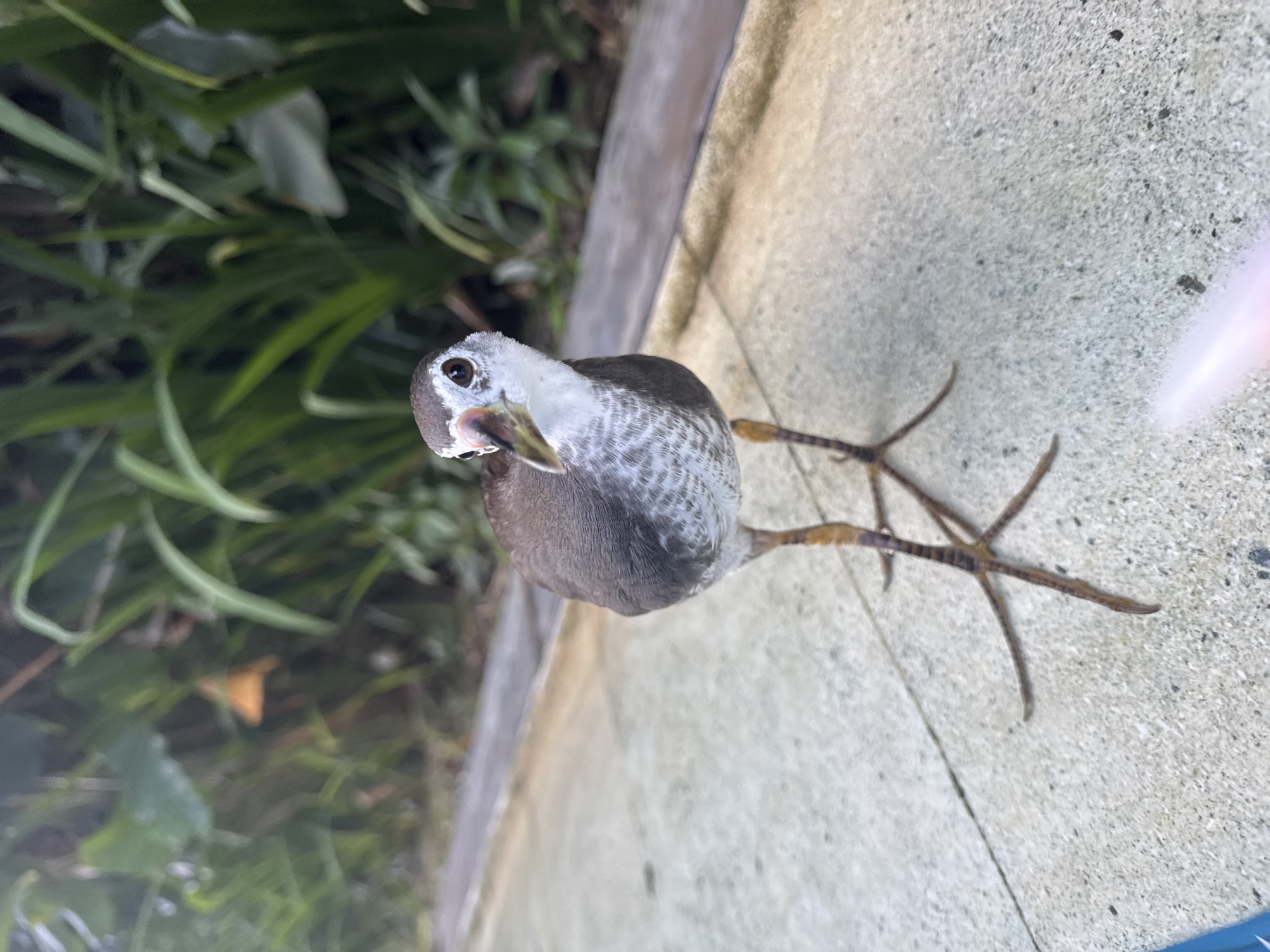 Waterbirds spotted around pools and surfaces in Kuta Selatan