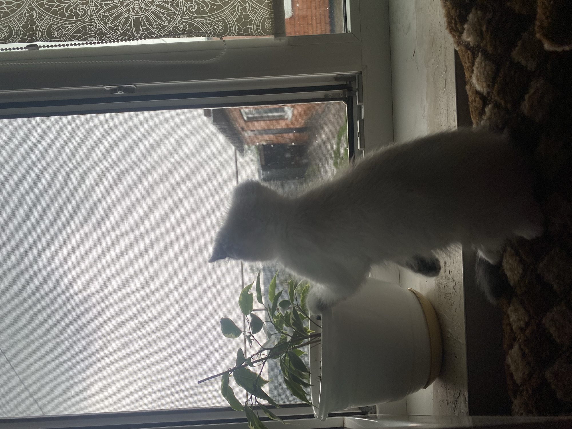 Cats lounging and playing around Kisliakovskaya home