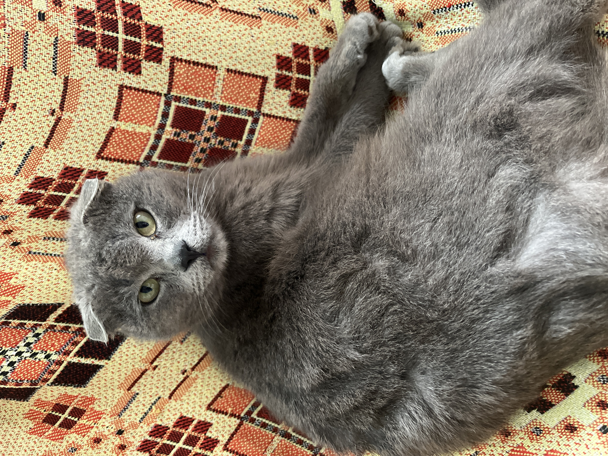 Woman takes selfies with cats in Russian home
