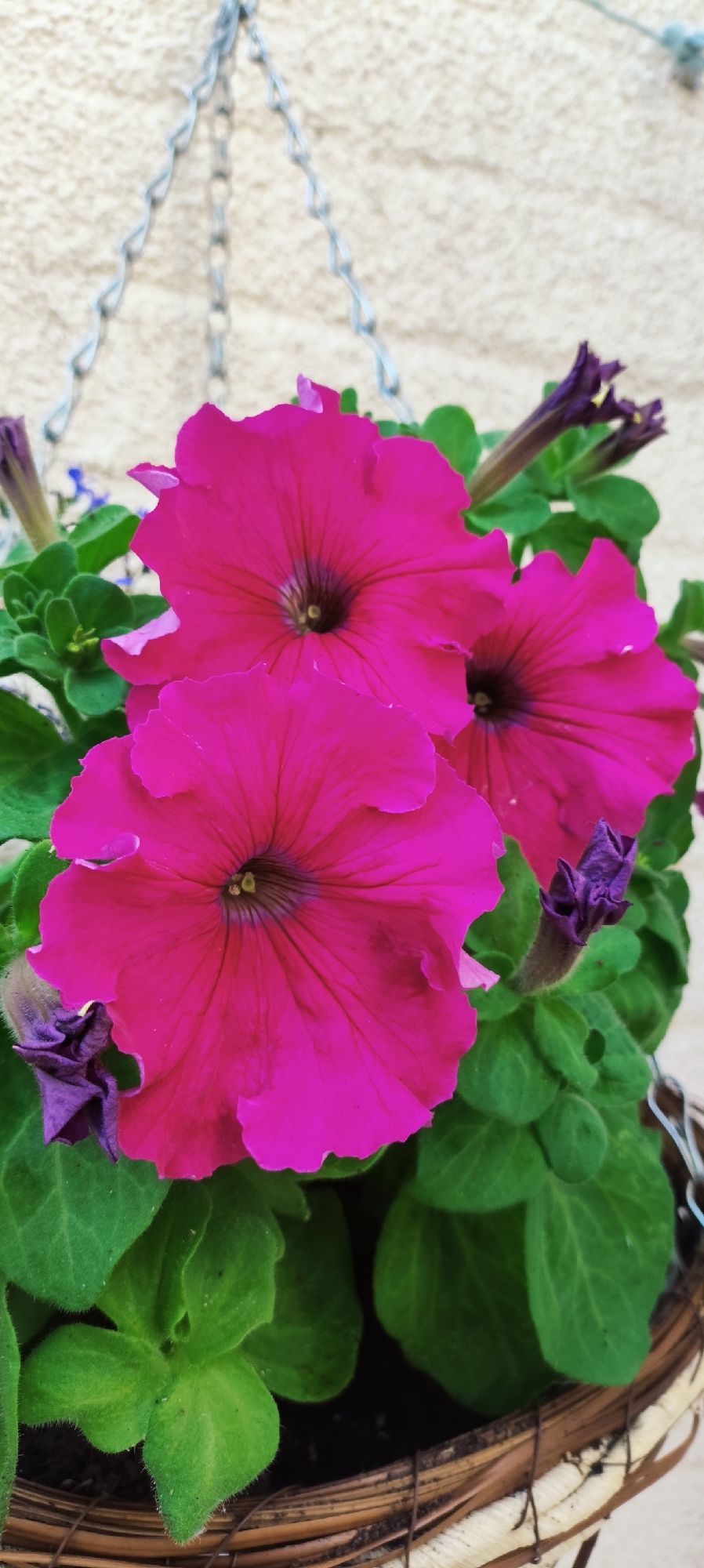 Hanging baskets of colorful petunias in Knowsley