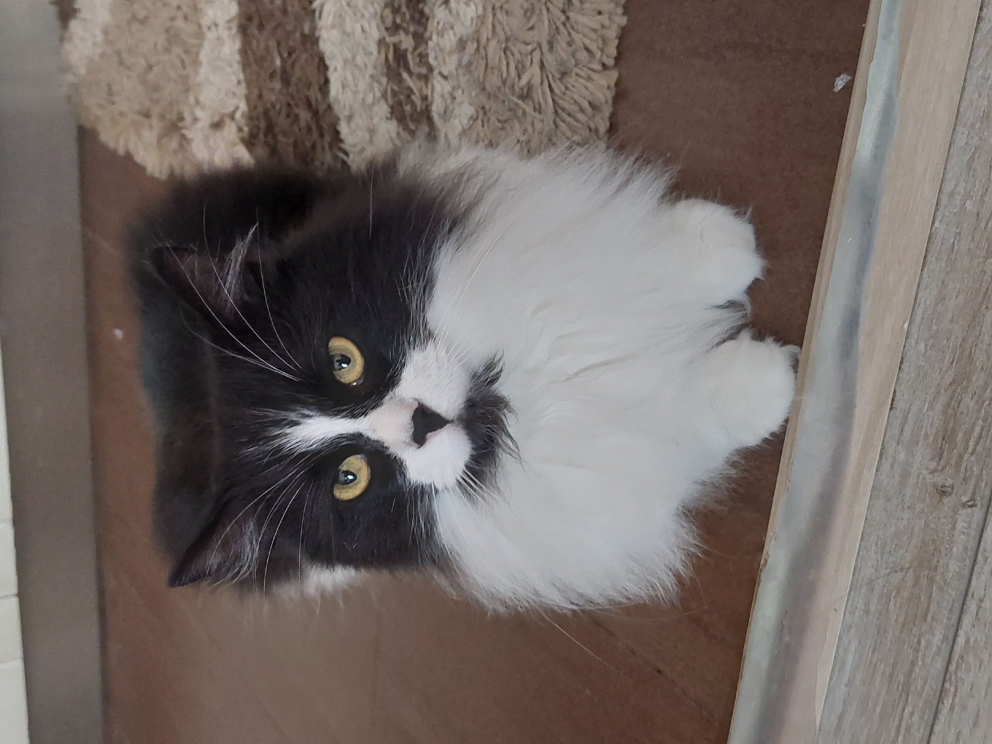Tuxedo cat photographed multiple times in Plovdiv home