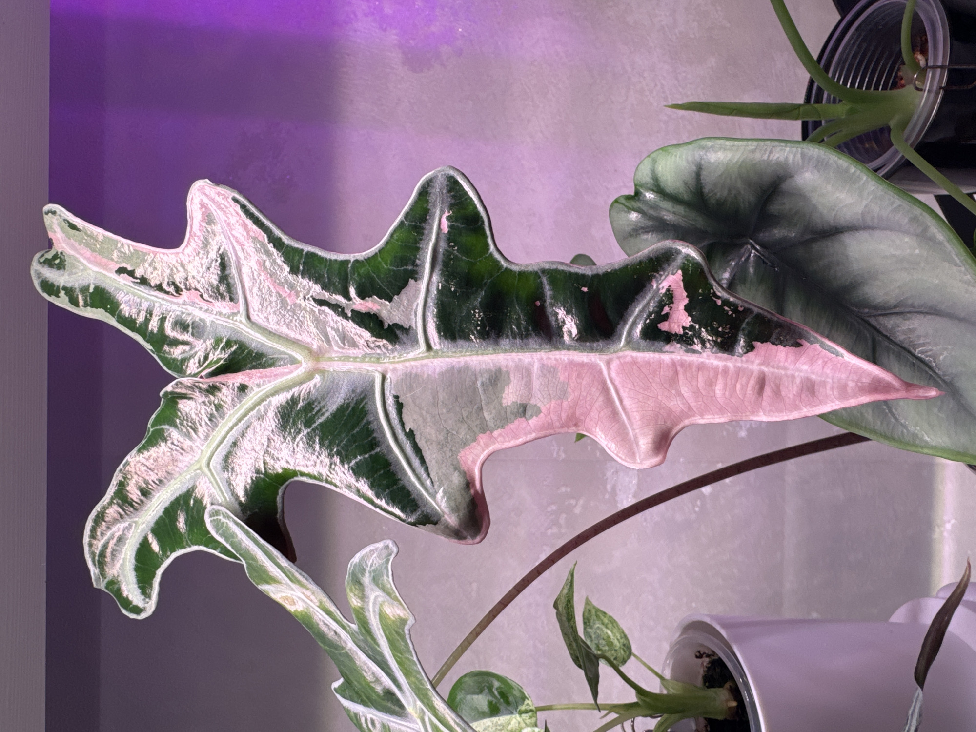 Close-up houseplant collection, from tropical leaves to blooming African violet