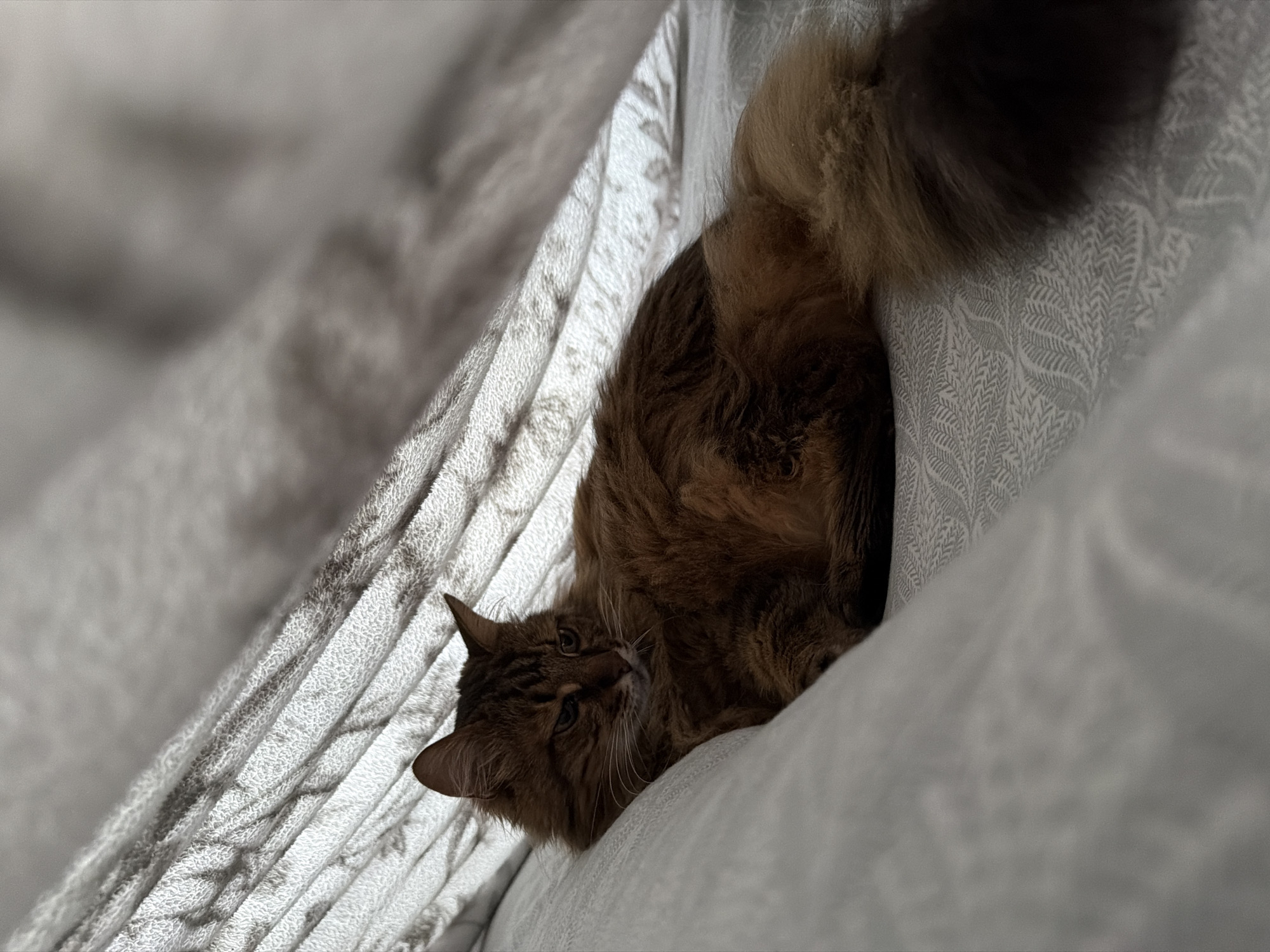 Lazy Kyiv morning: a tabby cat, cozy interiors, city landmarks