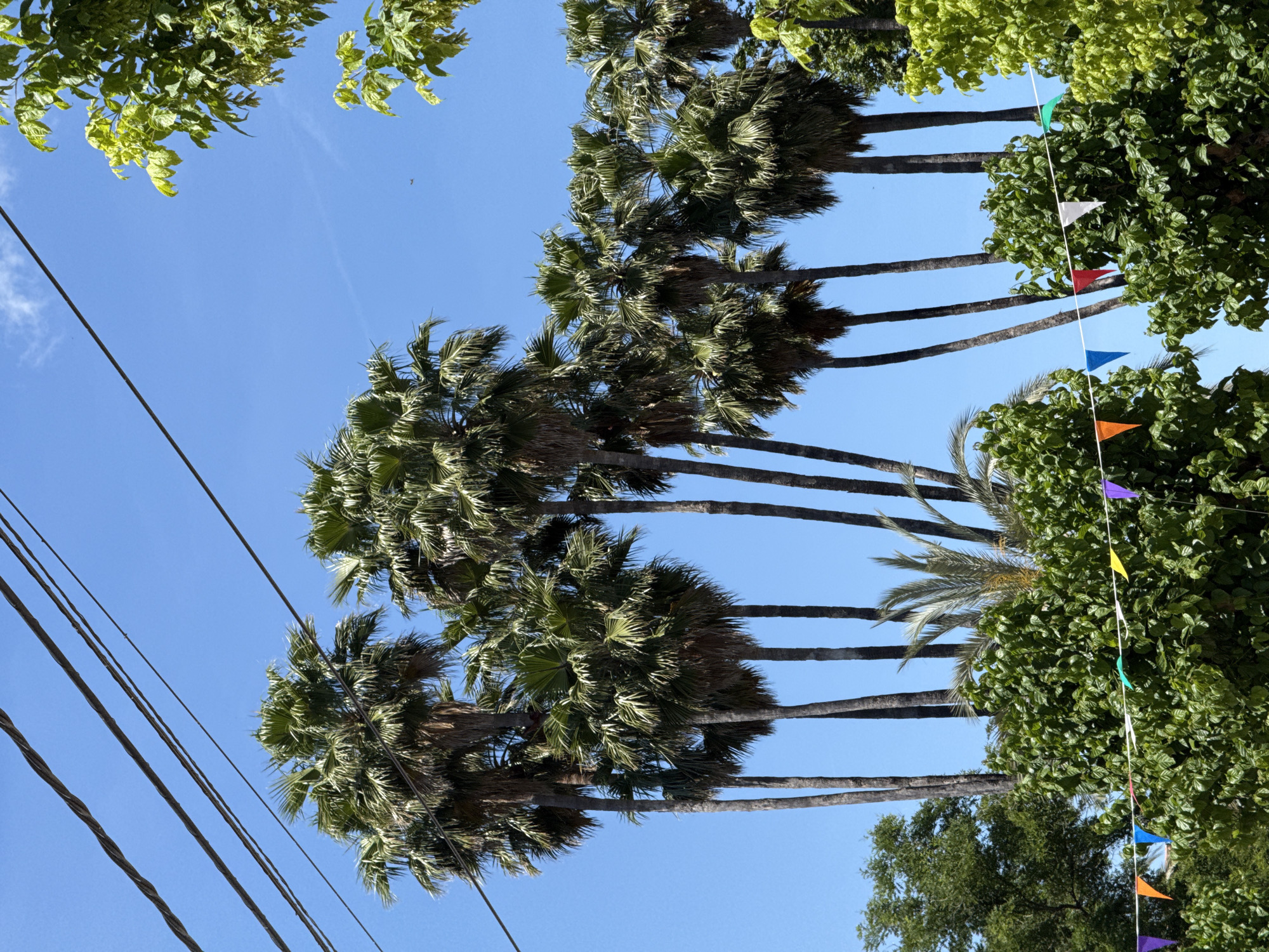 Clear skies and palm trees observed in Canals, Spain