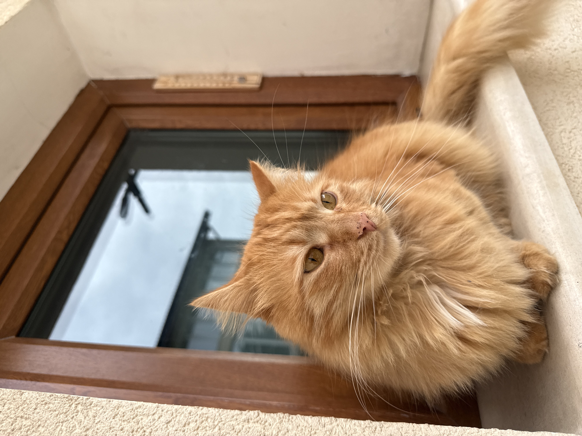 Orange cat photographed on windowsill in Berkovitsa