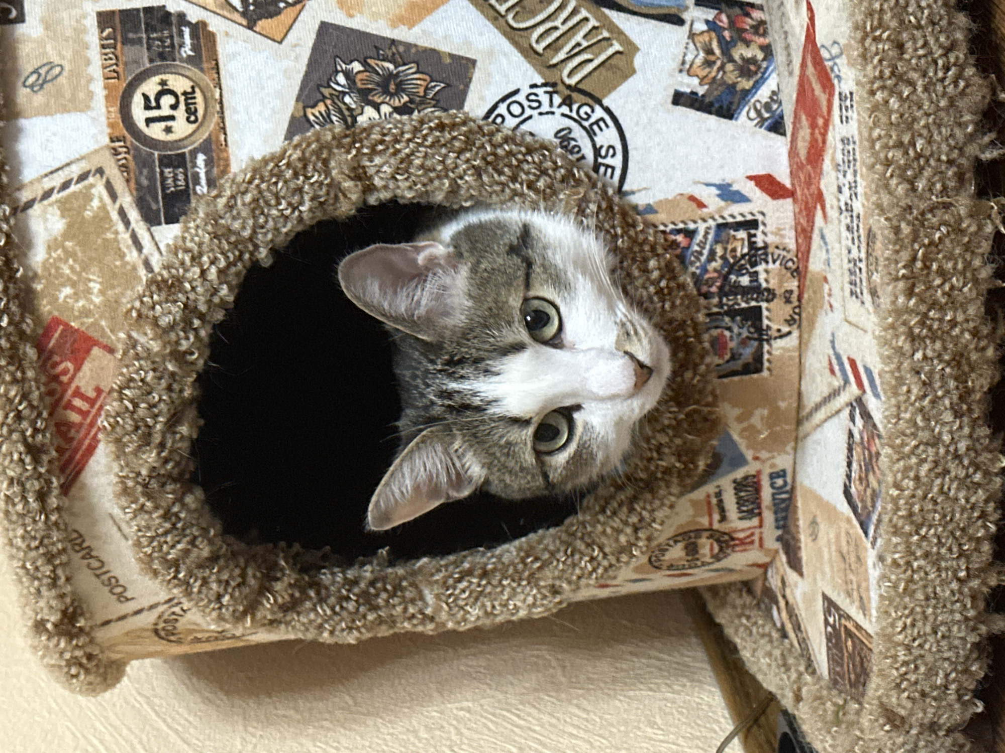 Tabby cat spotted lounging in Krasnoyarsk cat tree