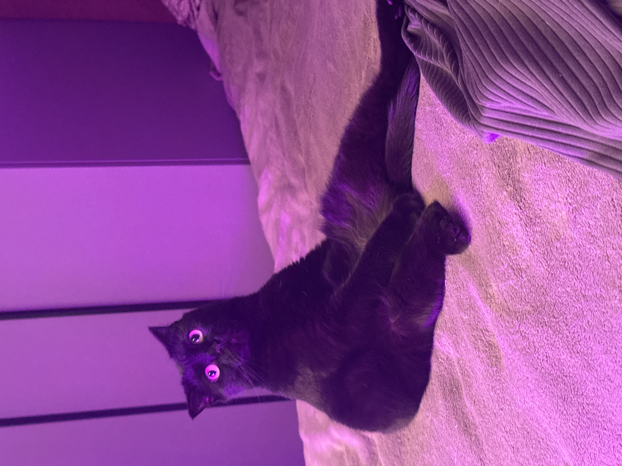 Black cat documented in quiet afternoon moments in Krasnoyarsk