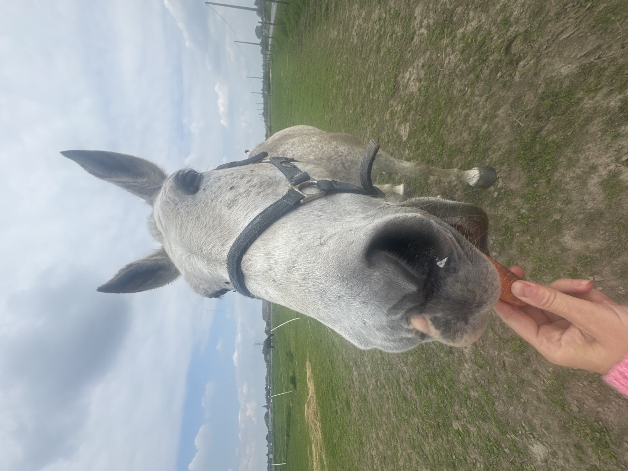 Horse fed carrots by hand in rural Belgium