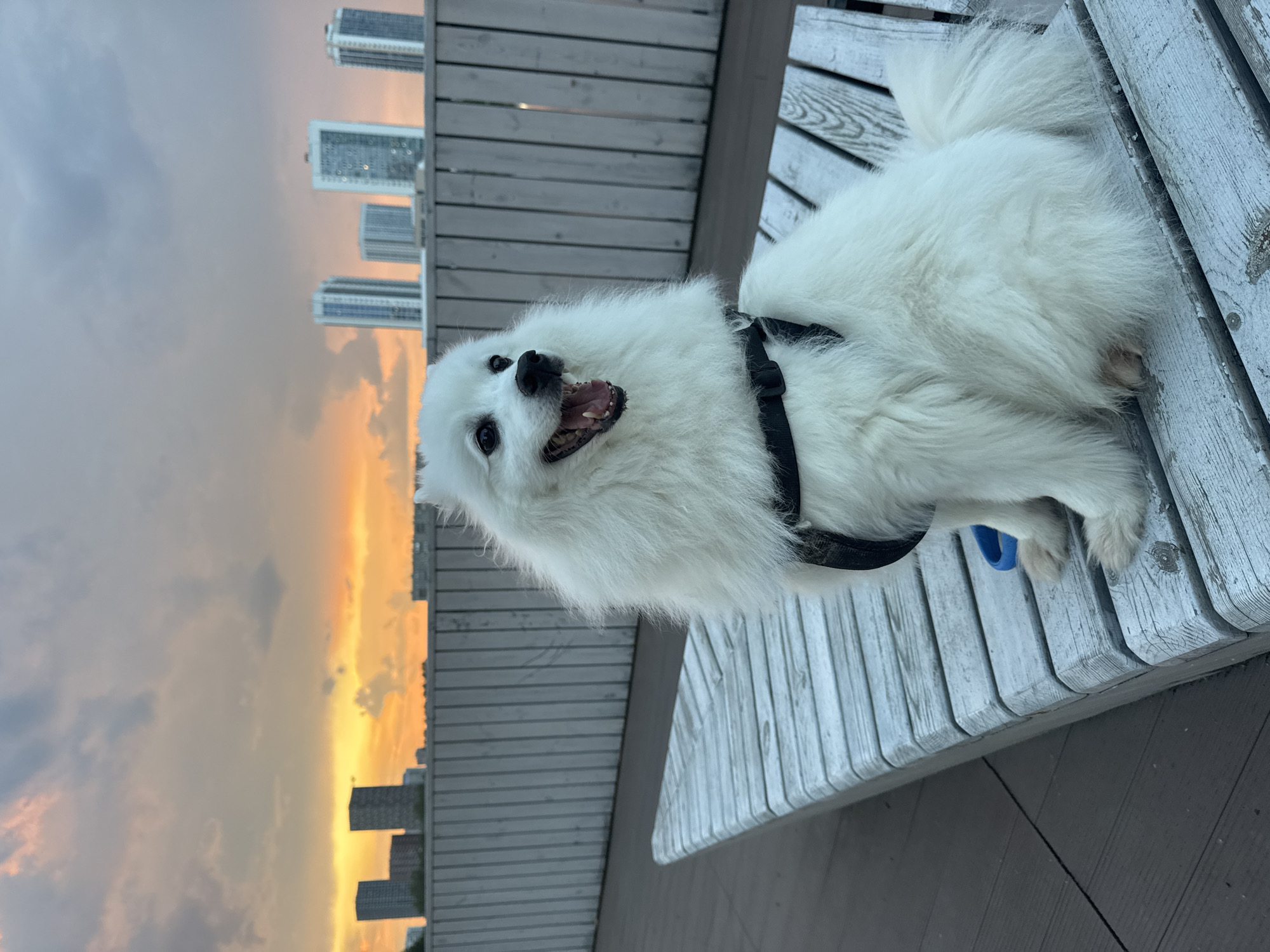 White dog and skatepark sessions along Yekaterinburg's waterfront at sunset
