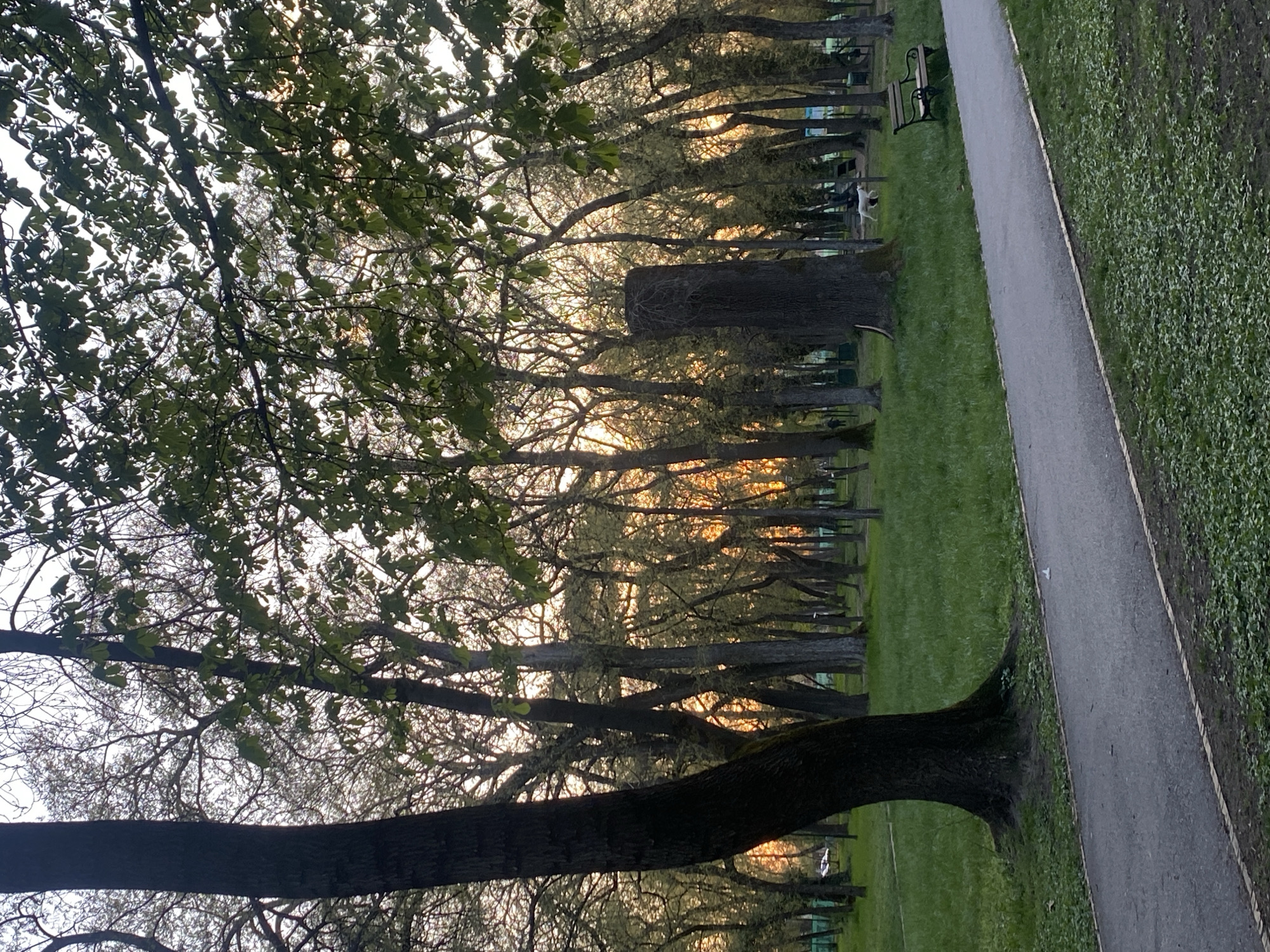 Evening light observed in Subotica park scene