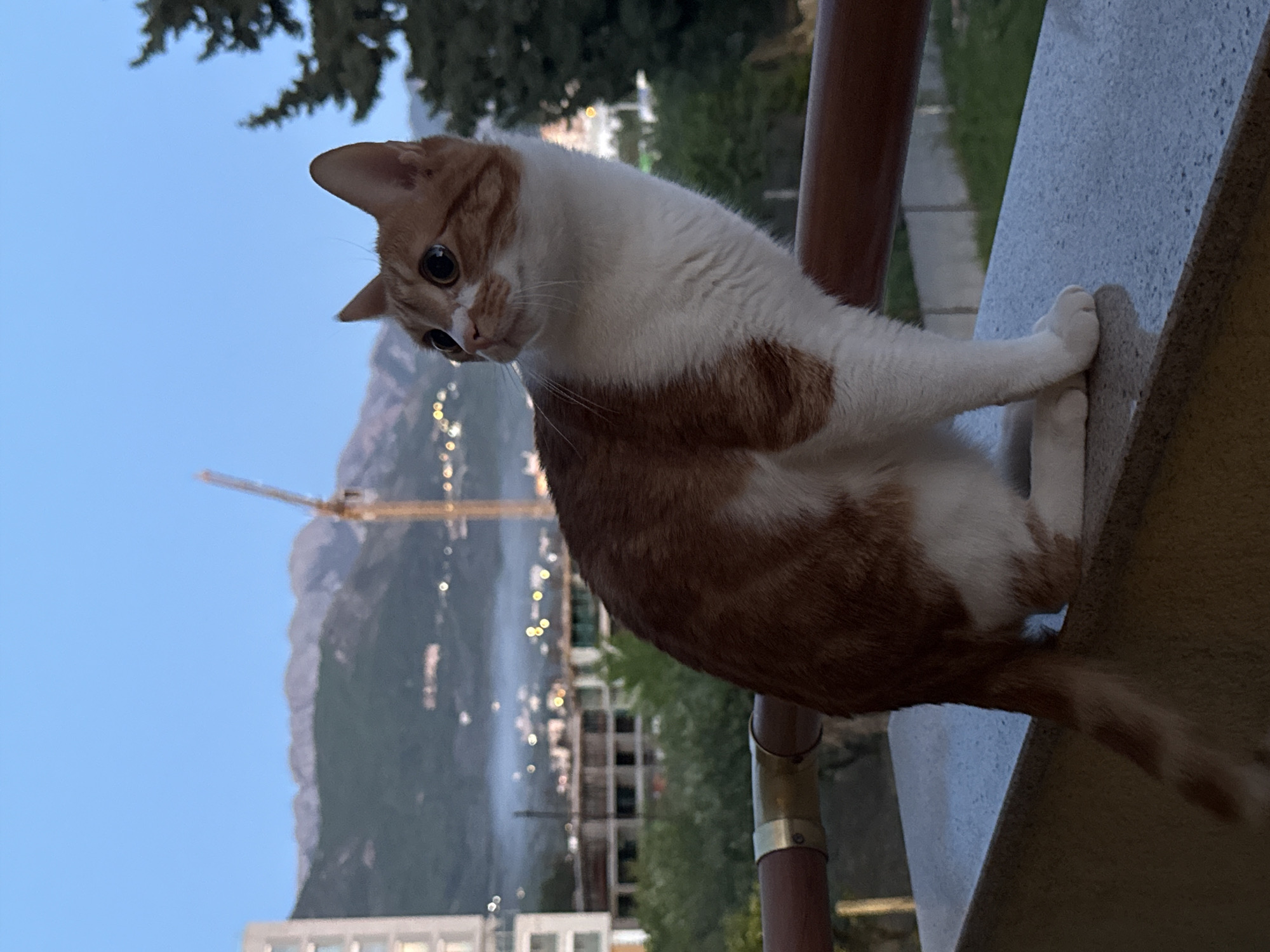 Tabby cat spotted on balcony ledge in Bar, Montenegro