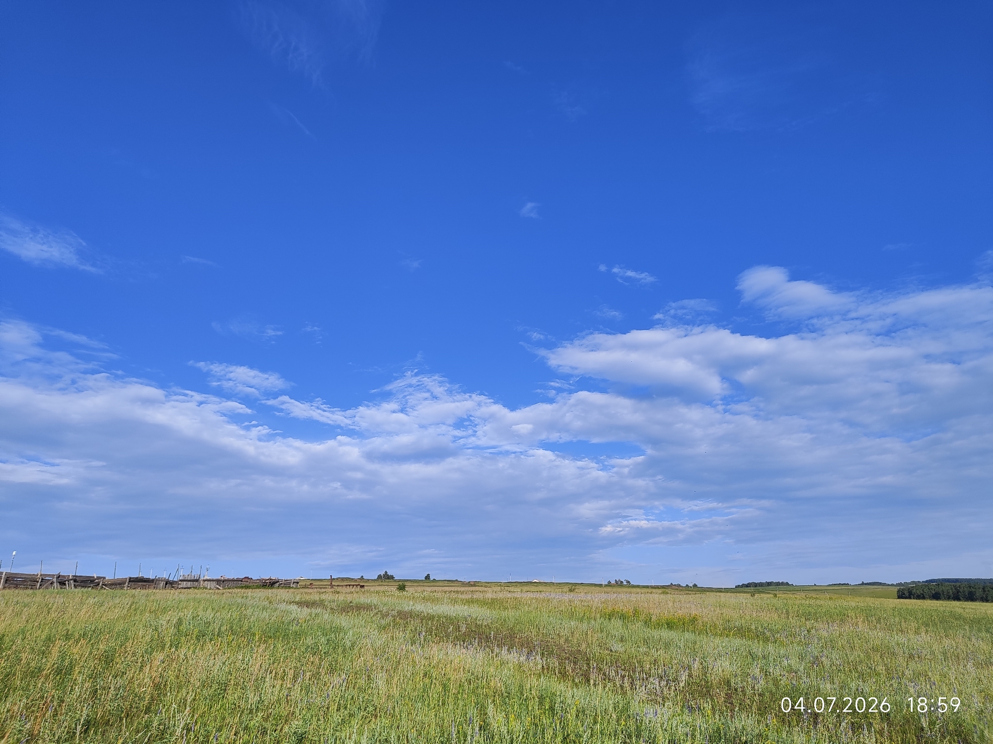 Wildflowers and open fields in rural Konovalovo, Russia