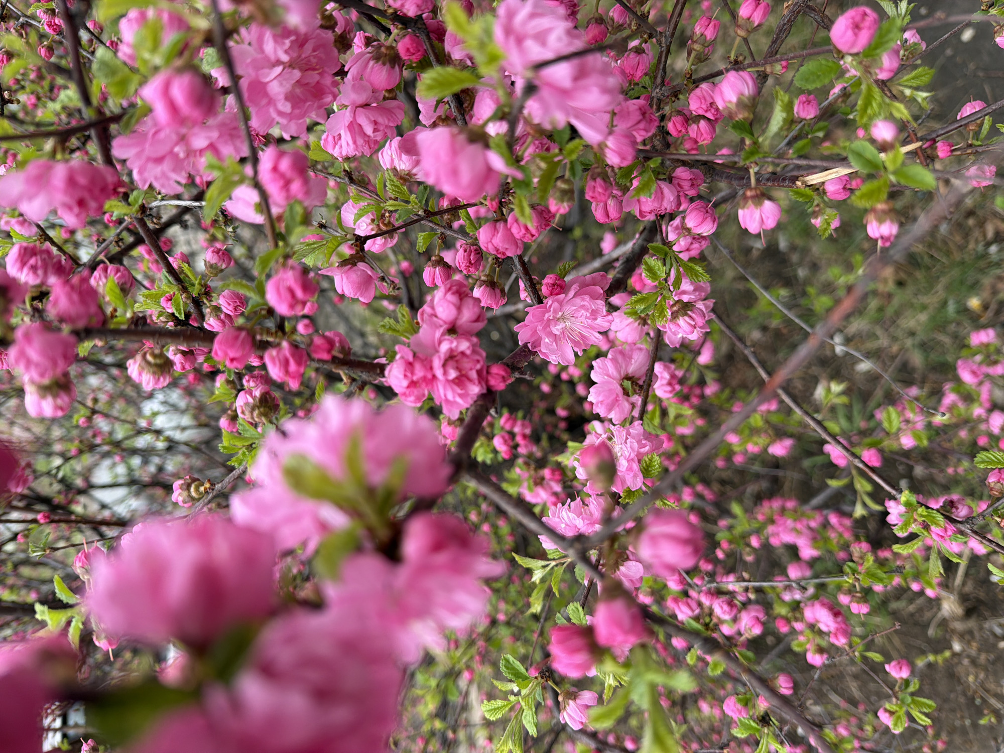 Spring morning scenes documented across Birobidzhan, Russia