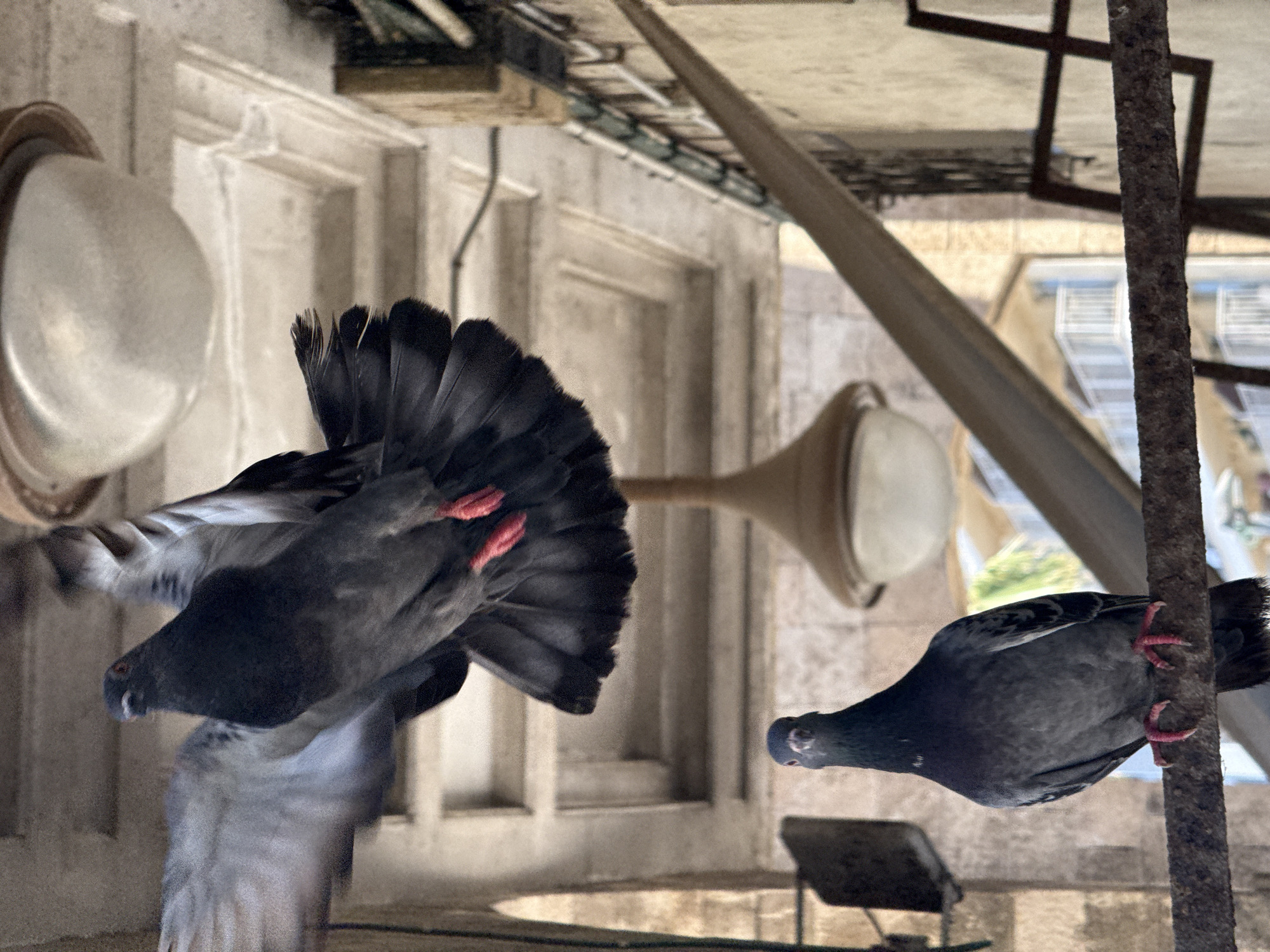 Pigeons and potted plants in a Tel Aviv arcade
