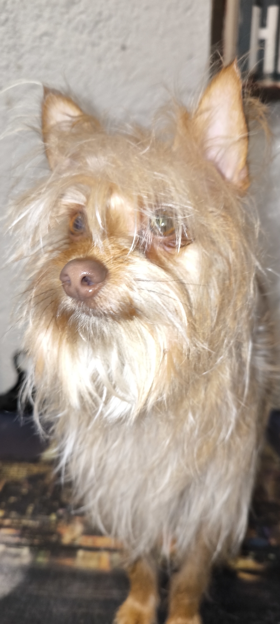 Small dog groomed and photographed indoors in Ripollet