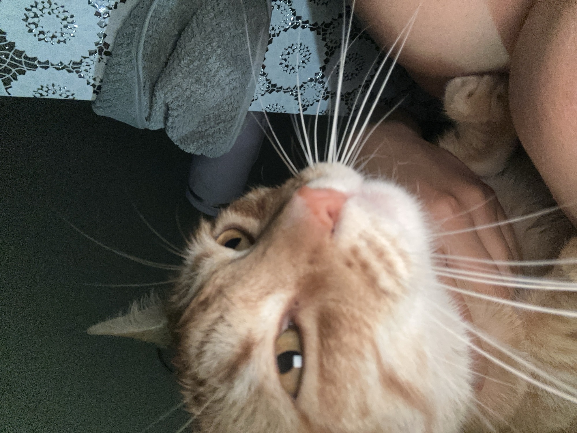 Orange tabby cat photographed in intimate portraits in Puebla