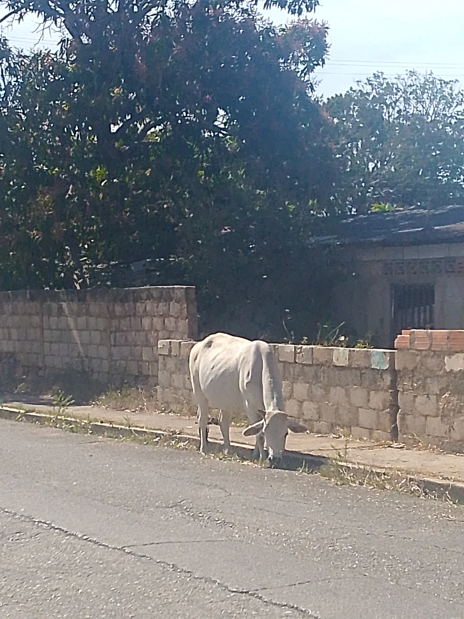 Cattle graze freely on urban streets in Juan Griego