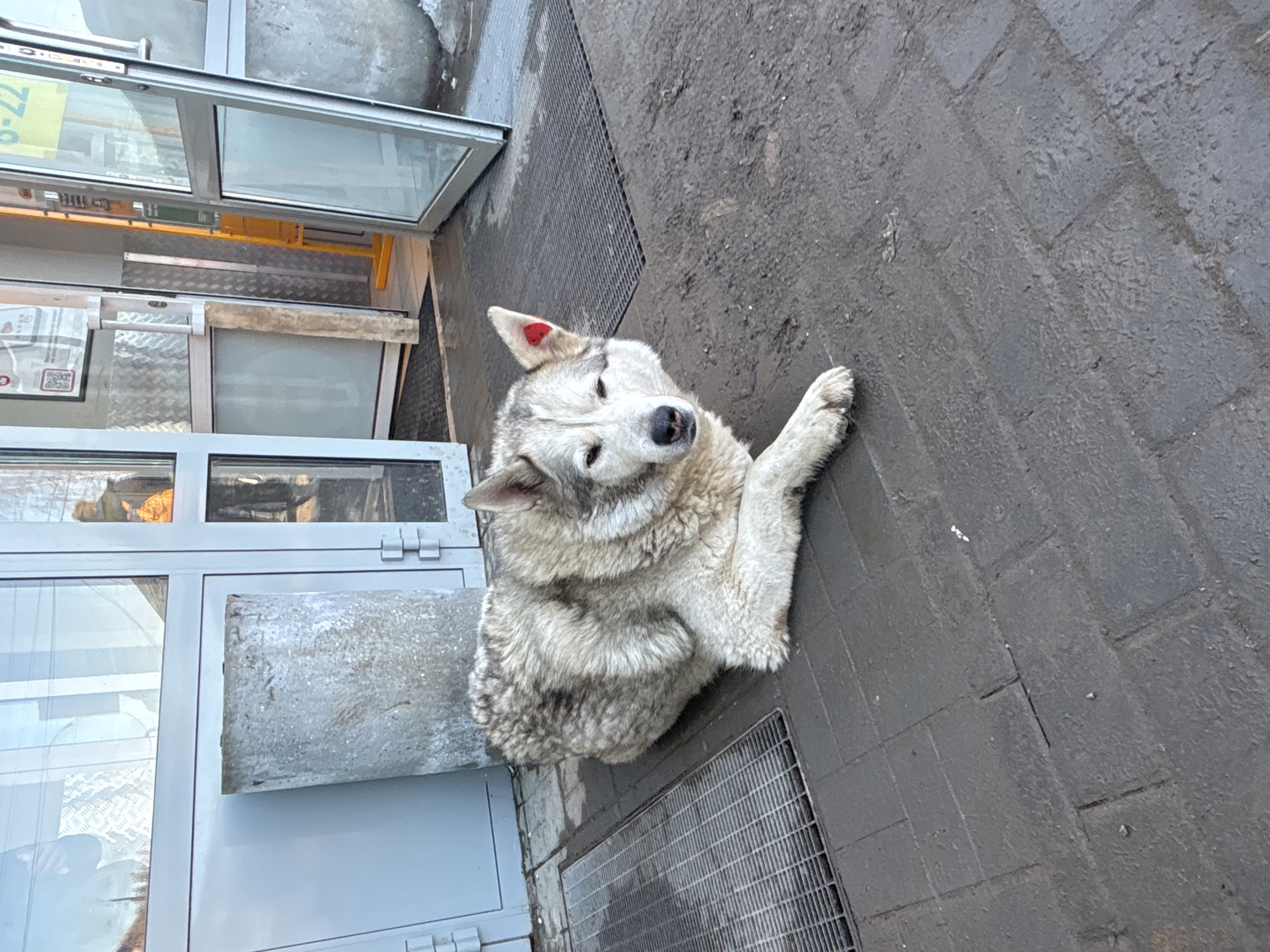 Siberian husky spotted resting on sidewalk in Osa, Russia