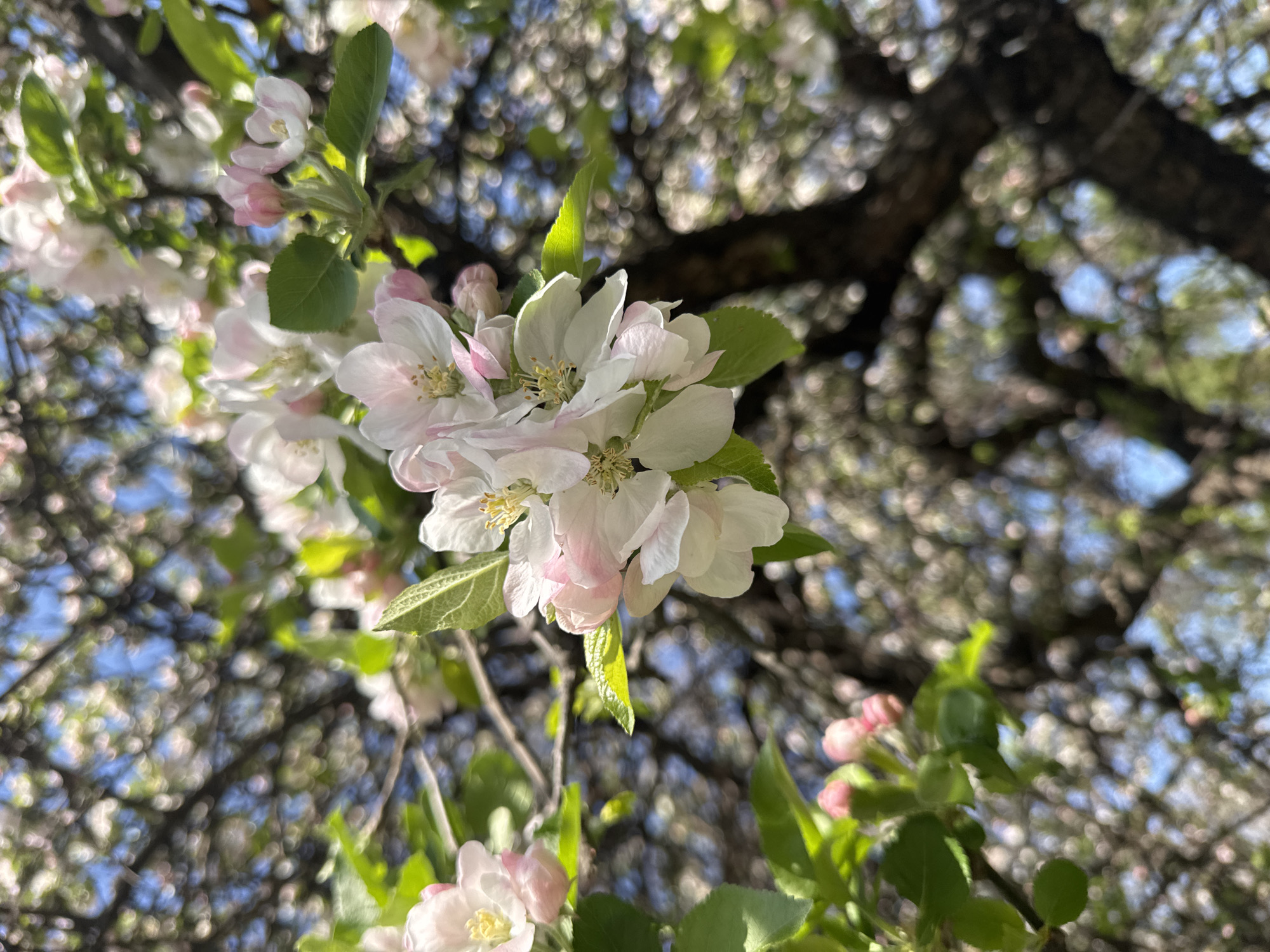 Apple blossoms bloom in Blagoevgrad, Bulgaria