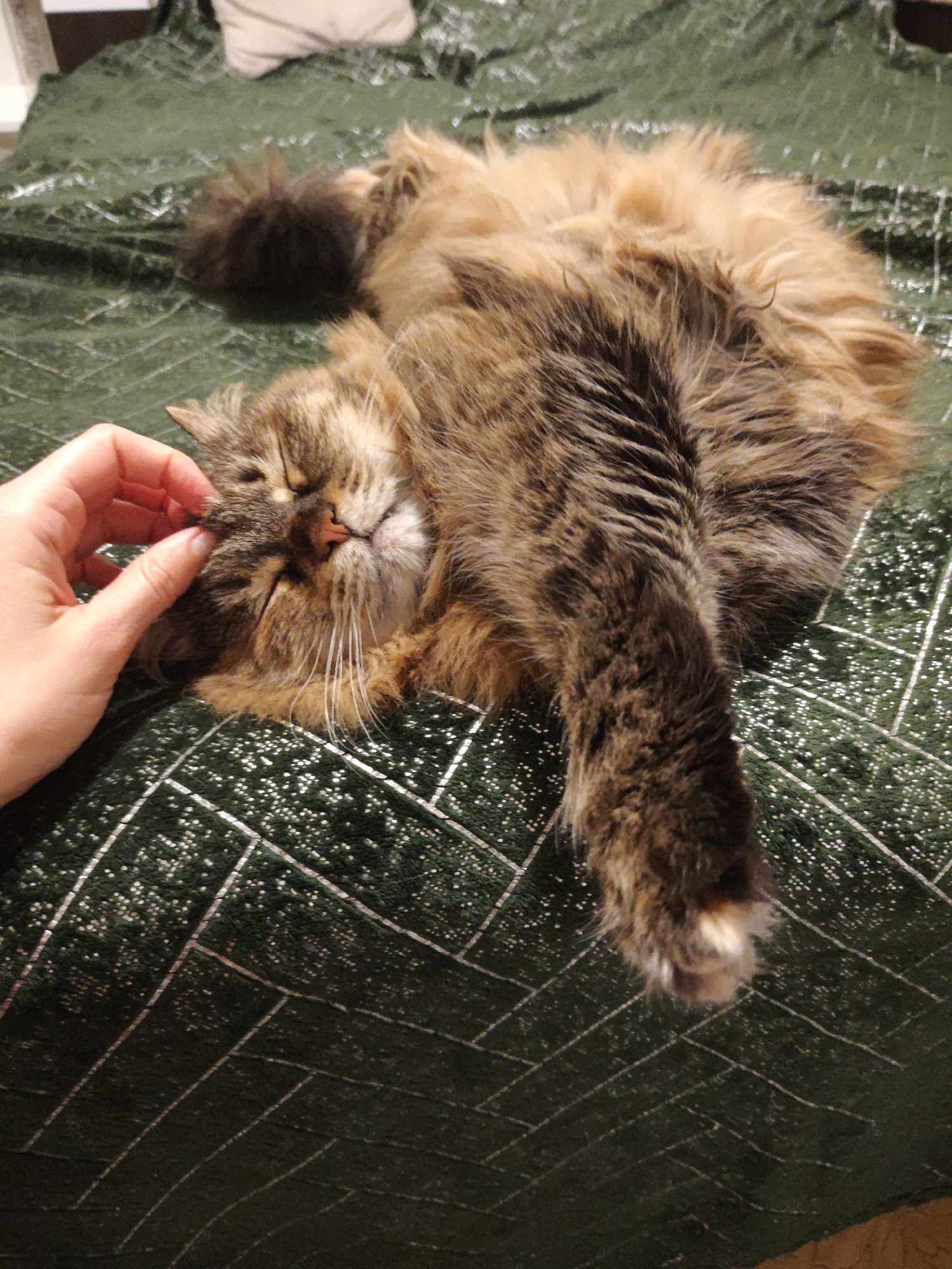 Tabby cat belly-up on a green blanket, getting petted.