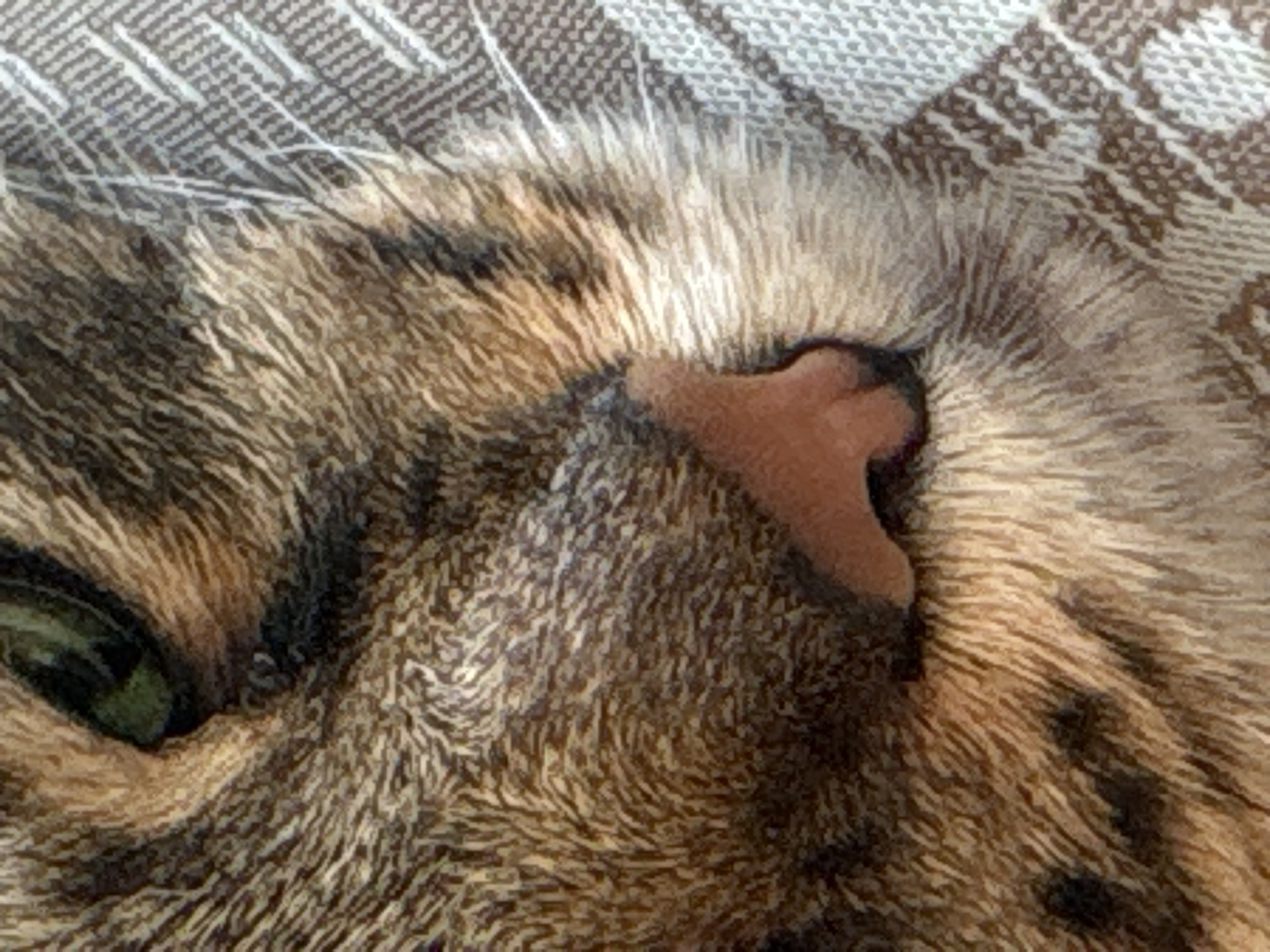 Tabby cat with green eyes lounging indoors in Babruysk