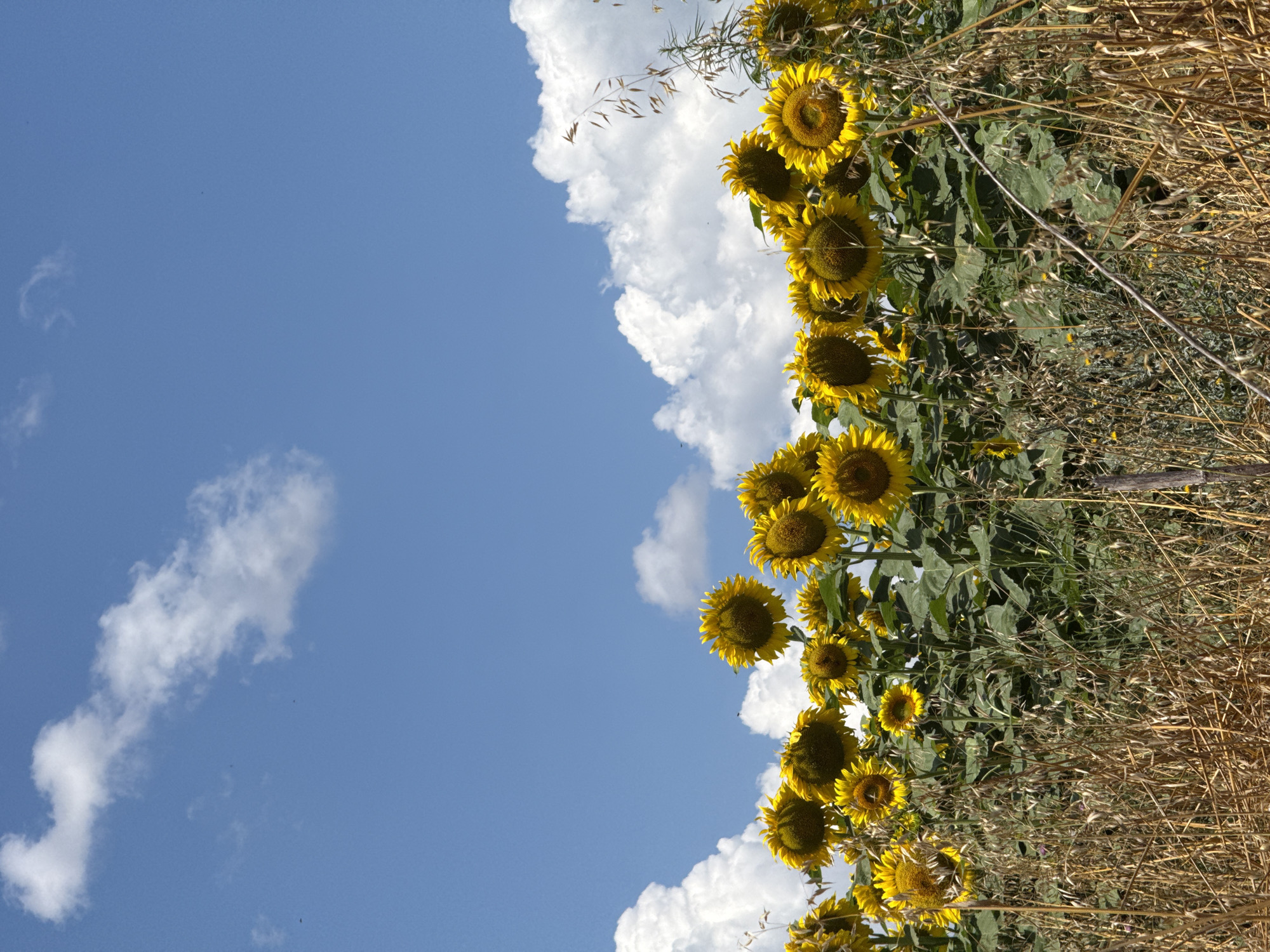 Sunny afternoon among hay bales and sunflowers in rural Bulgaria