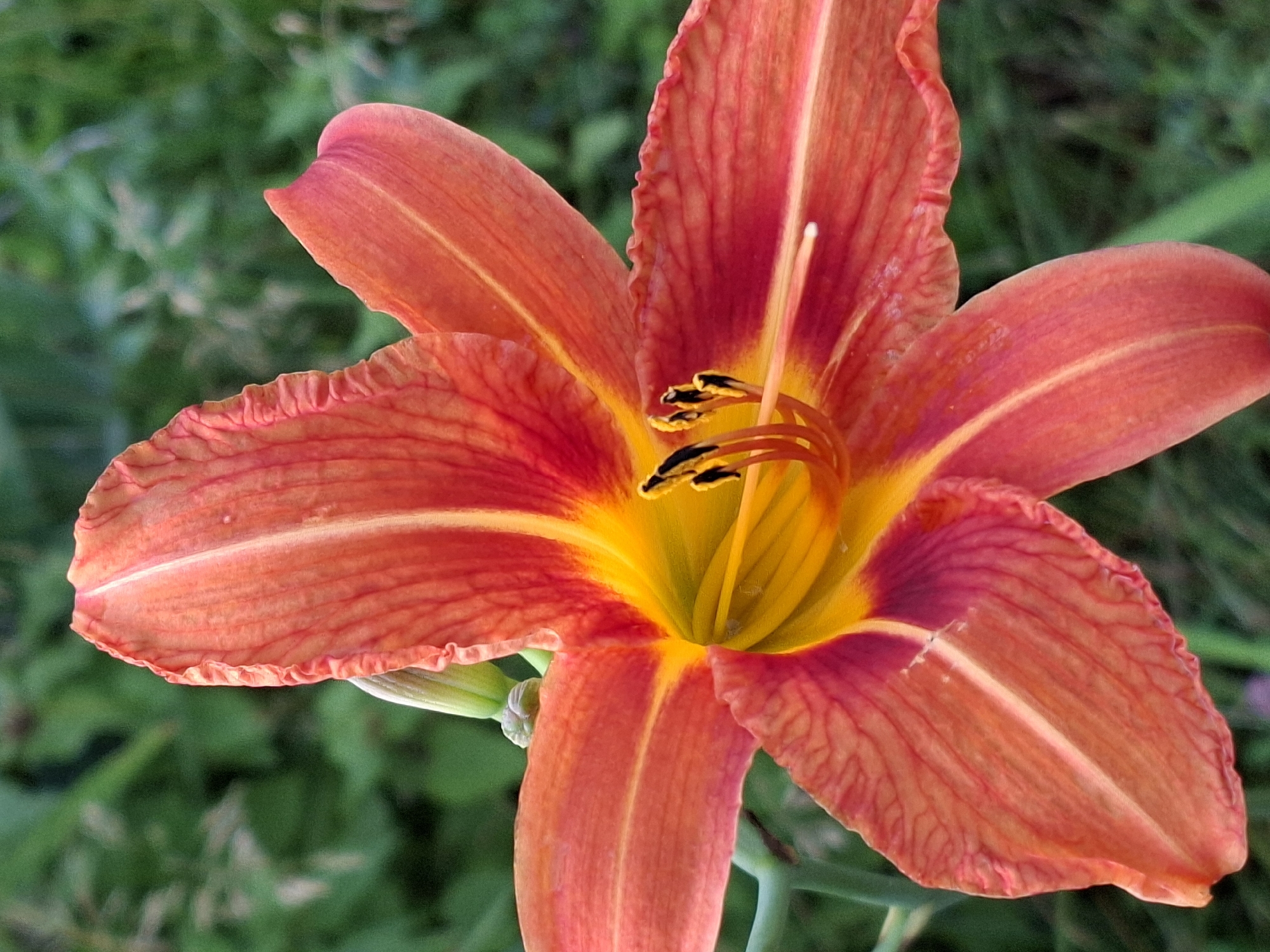 Garden blooms and city sidewalks on a summer afternoon