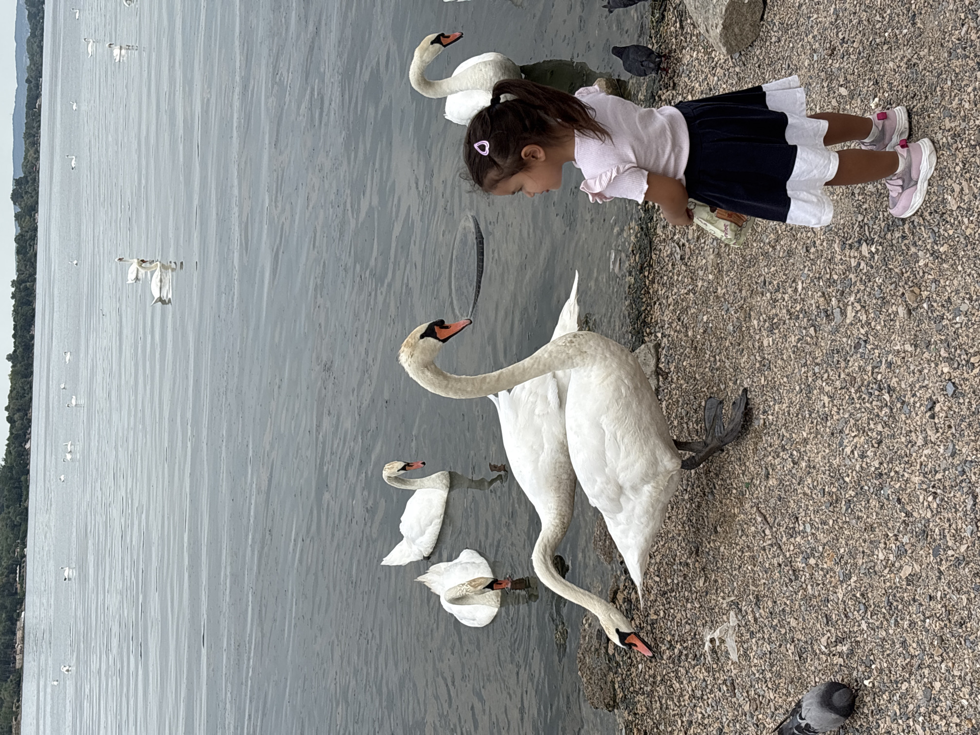 Feeding swans on the Danube shore in Belgrade