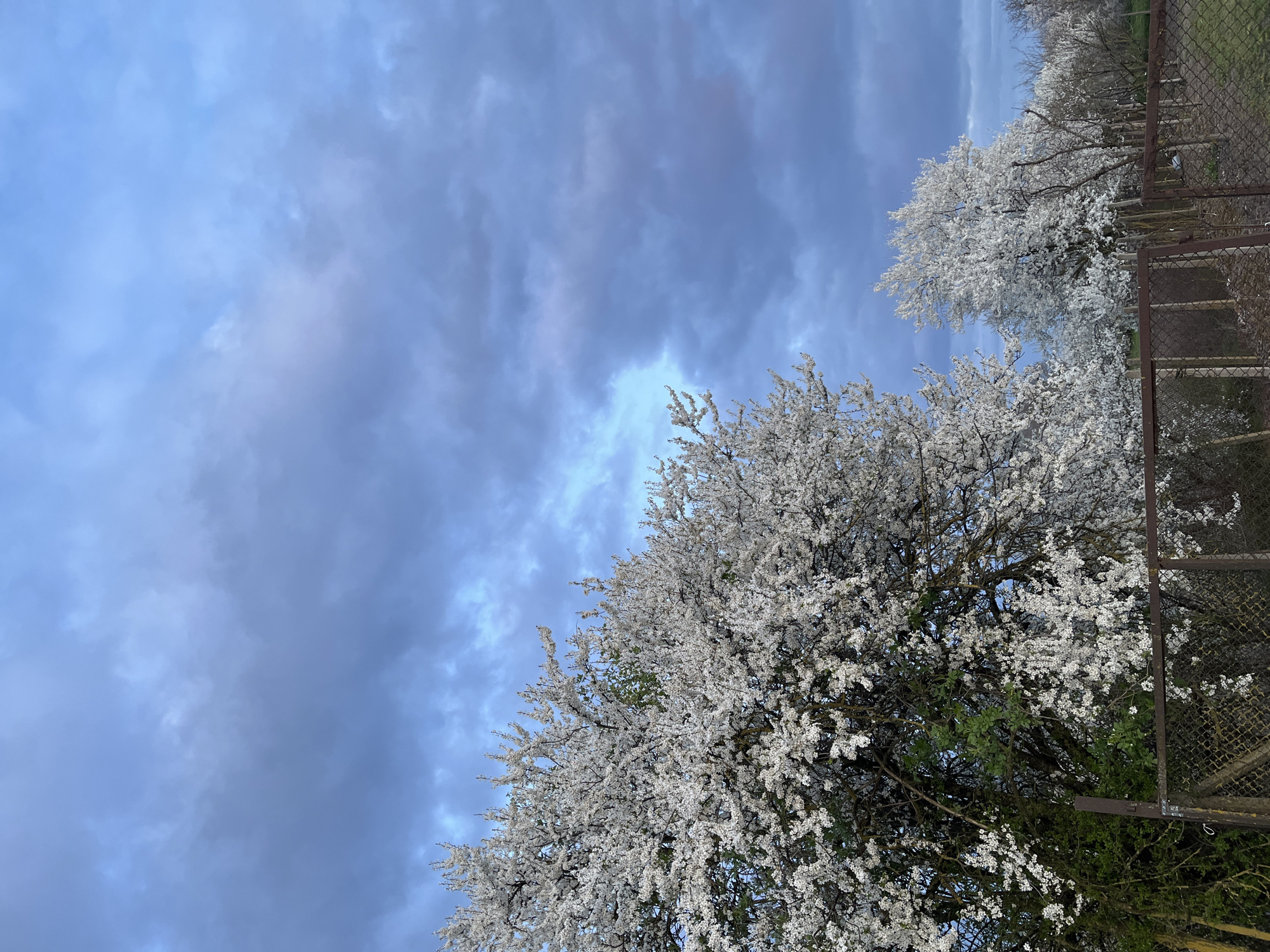 Spring blooms and farming activity observed near General Toshevo