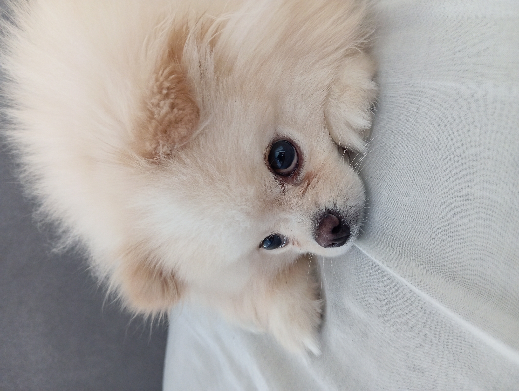 Cream Pomeranian rests quietly on a light fabric surface