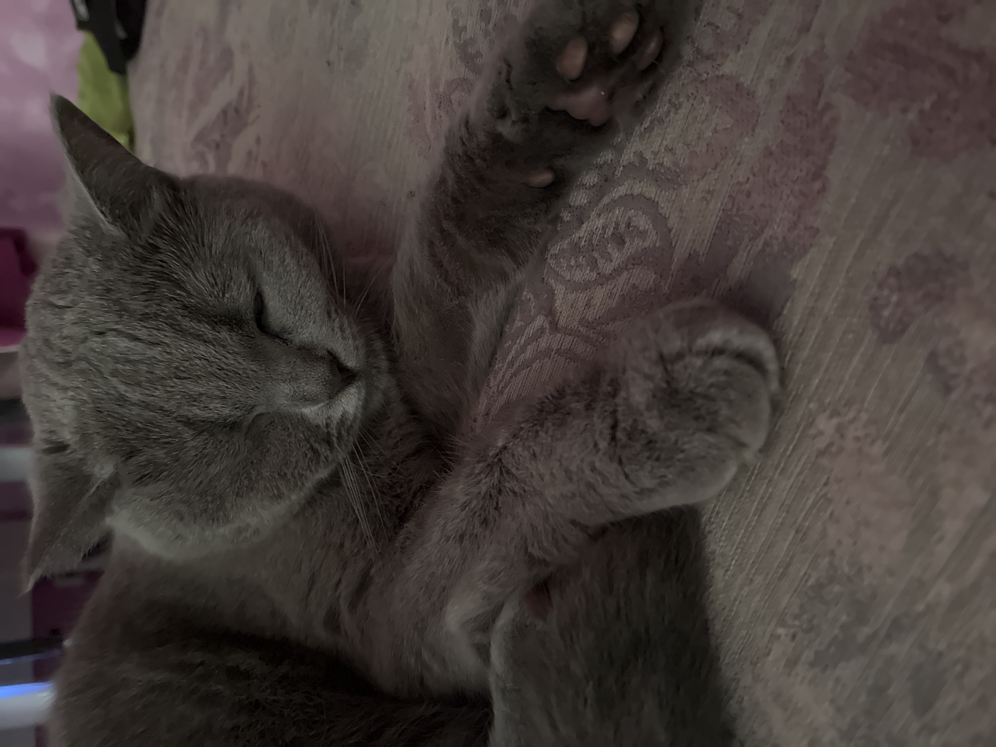 Gray cat's lazy morning routine documented in Alanya