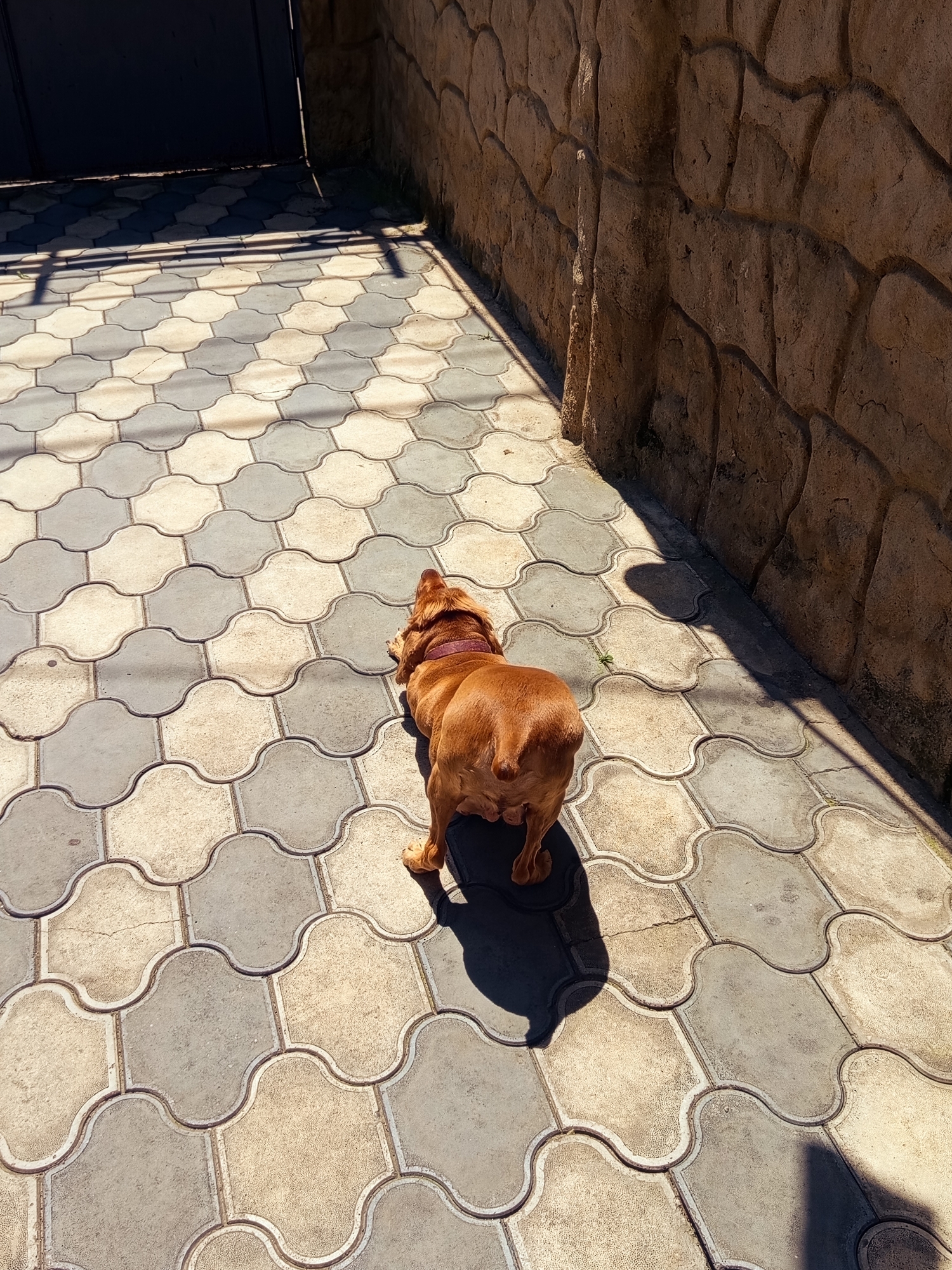 Dog napping in the Tbilisi sun, mid-morning