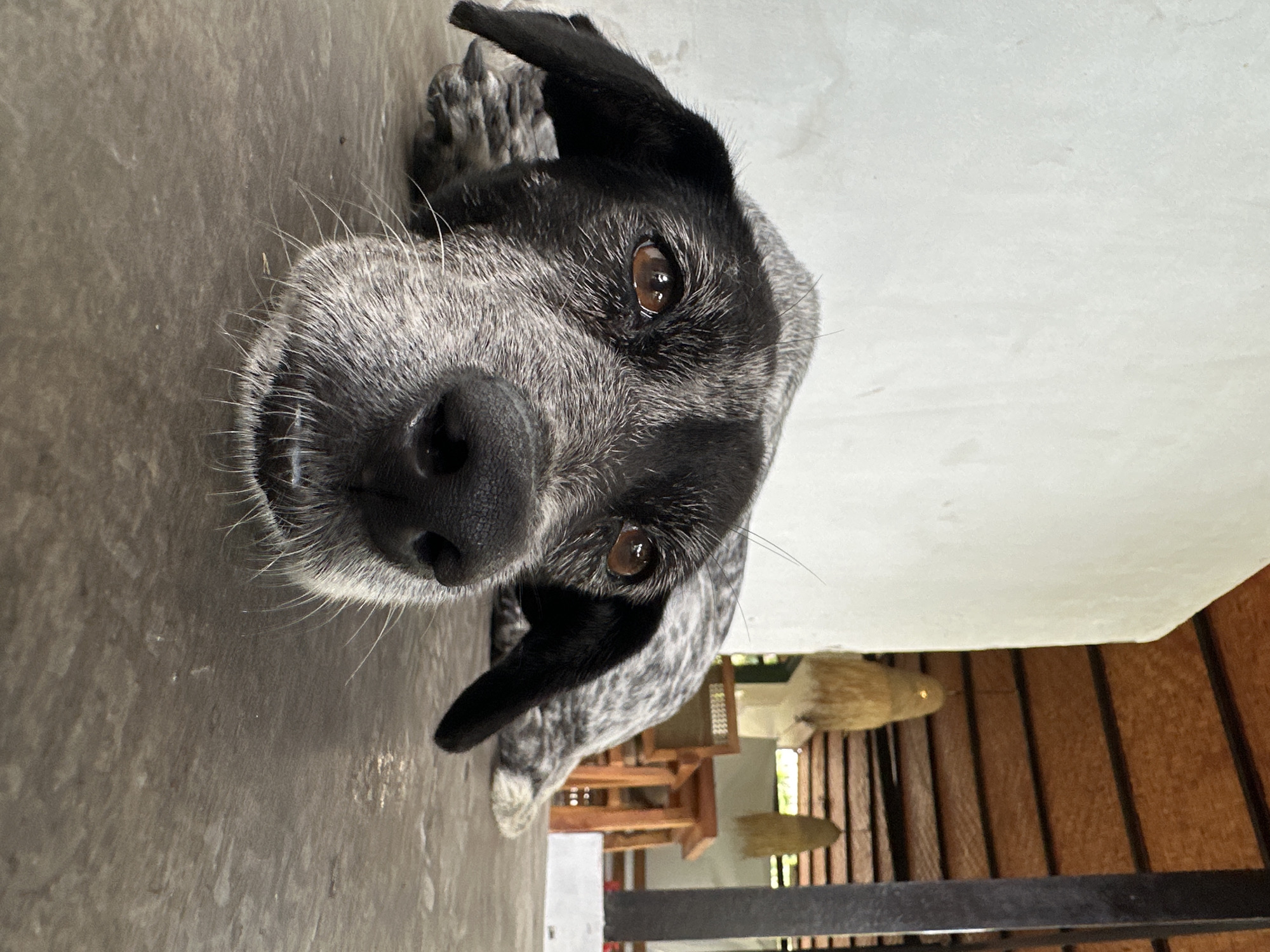Speckled dog chilling on concrete in Kuta Selatan