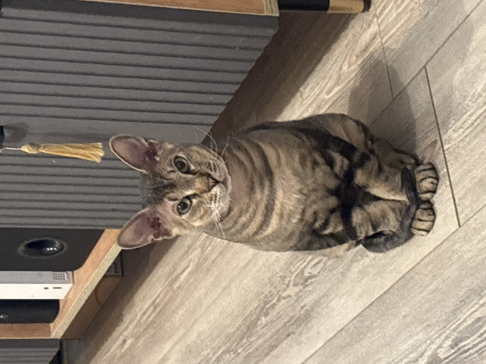 Tabby cat goes about its evening in a Natukhayevskaya home