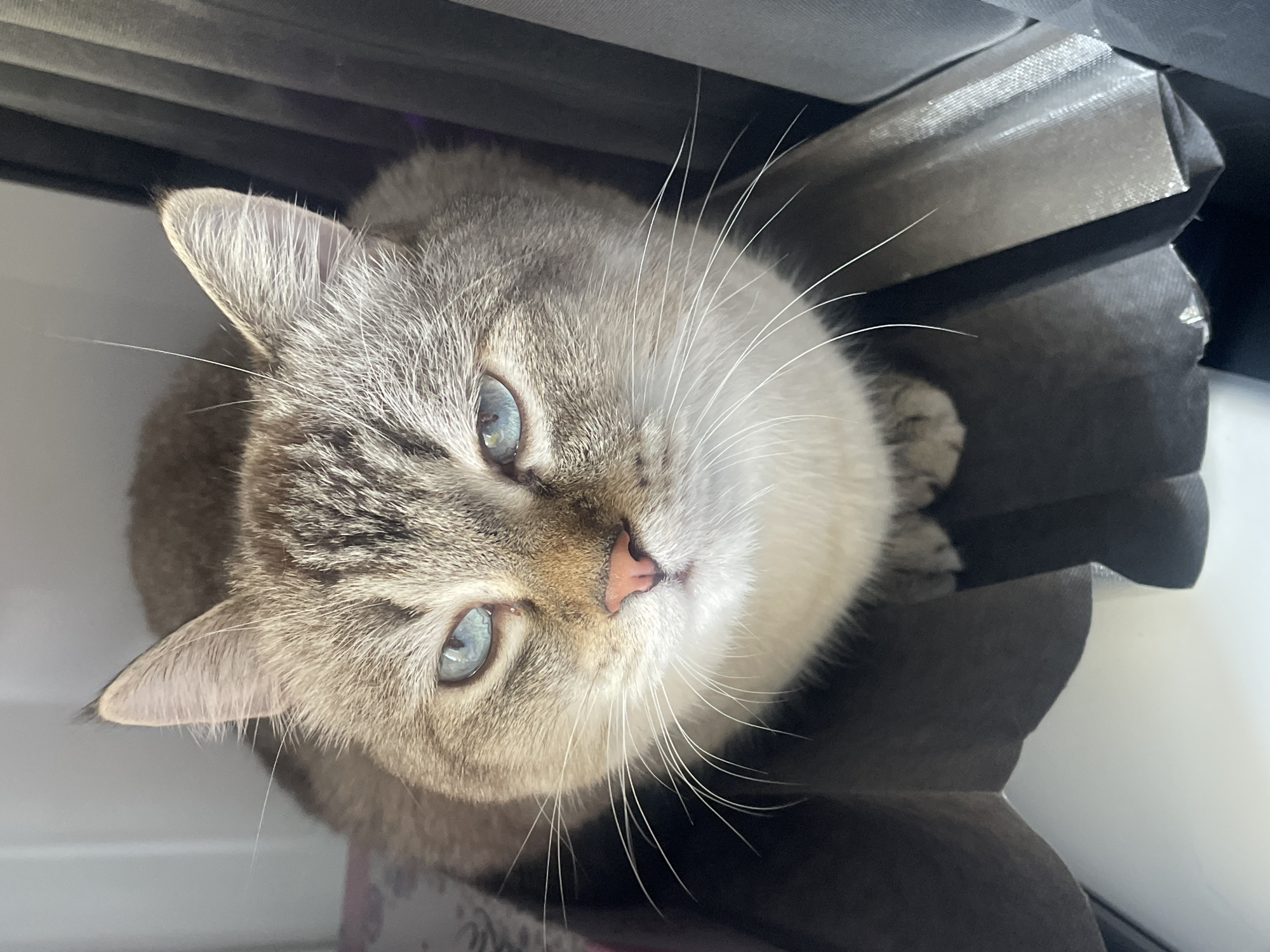 Blue-eyed cats and rabbit photographed in Votkinsk home