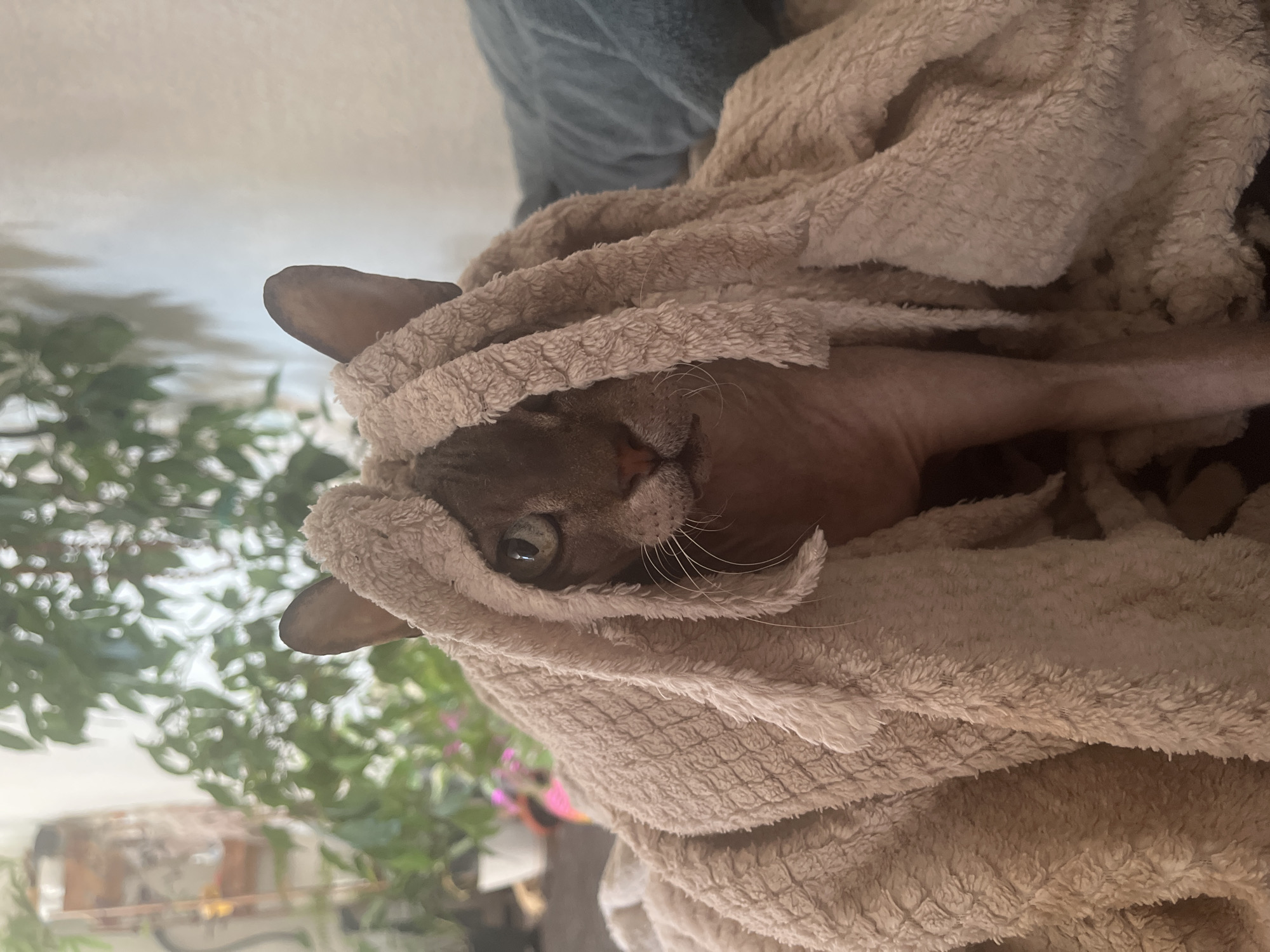 Cat and backyard moments from a Balaklava afternoon
