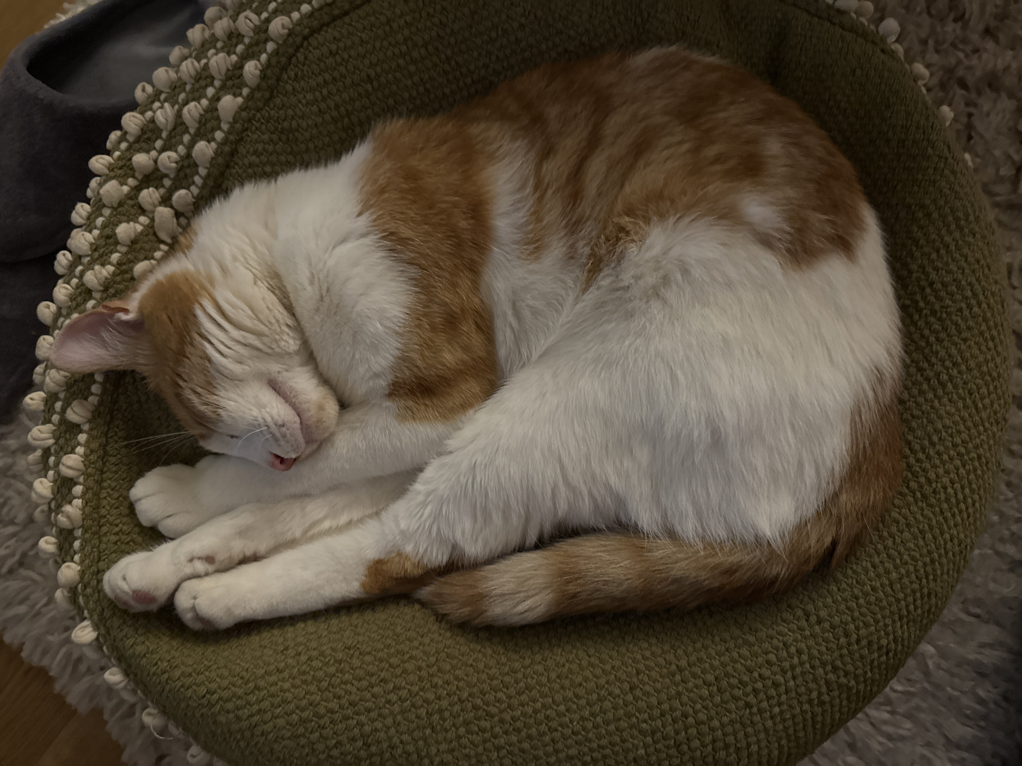 Cat sleeps on green cushion in New Forest