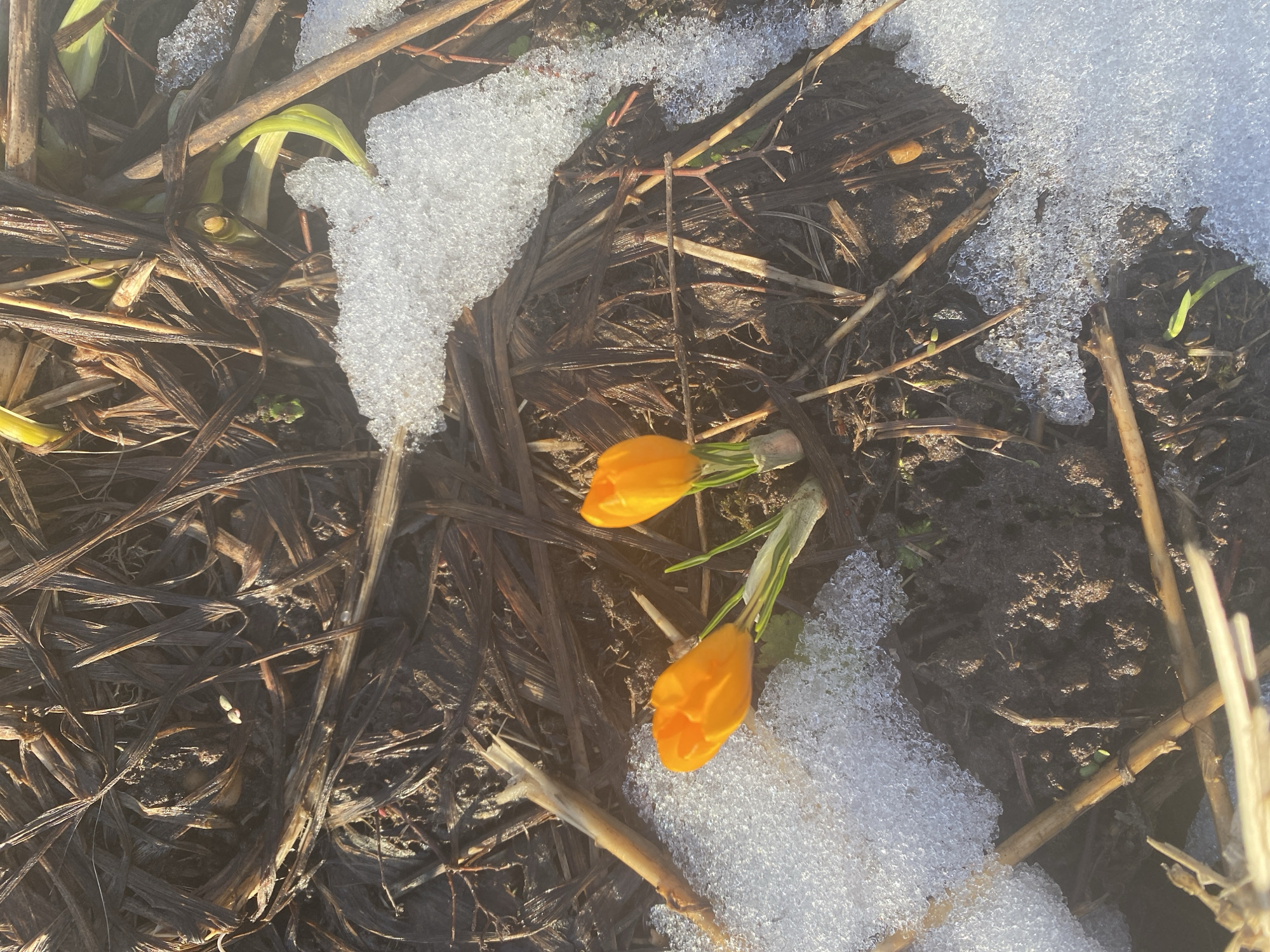 Spring flowers emerge through melting snow in Russian town