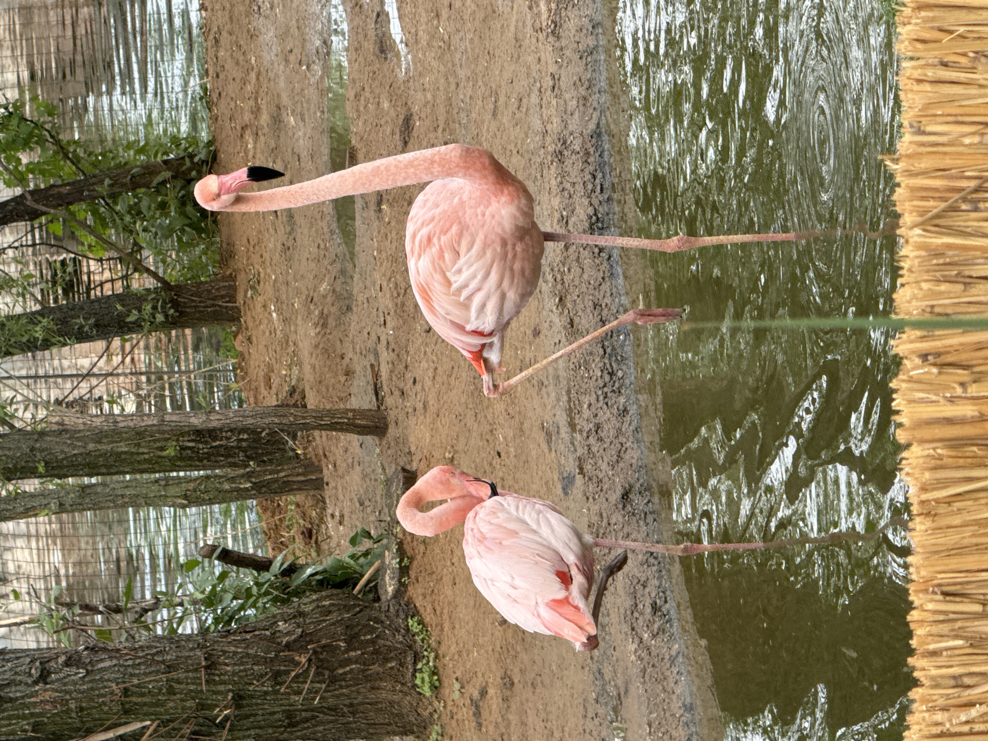 Moscow zoo flamingos observed during afternoon architectural tour
