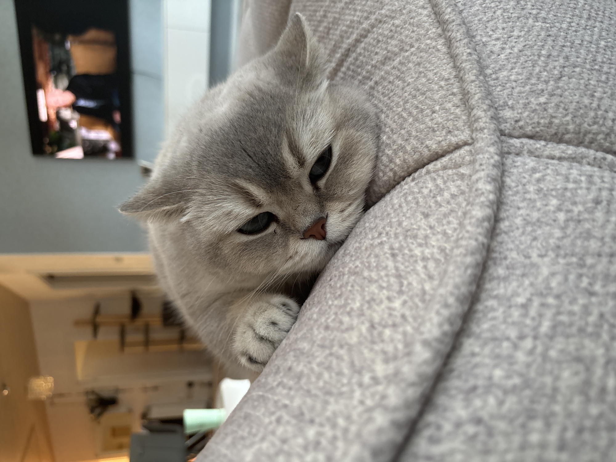 Witness documents quiet domestic moments with cat and home