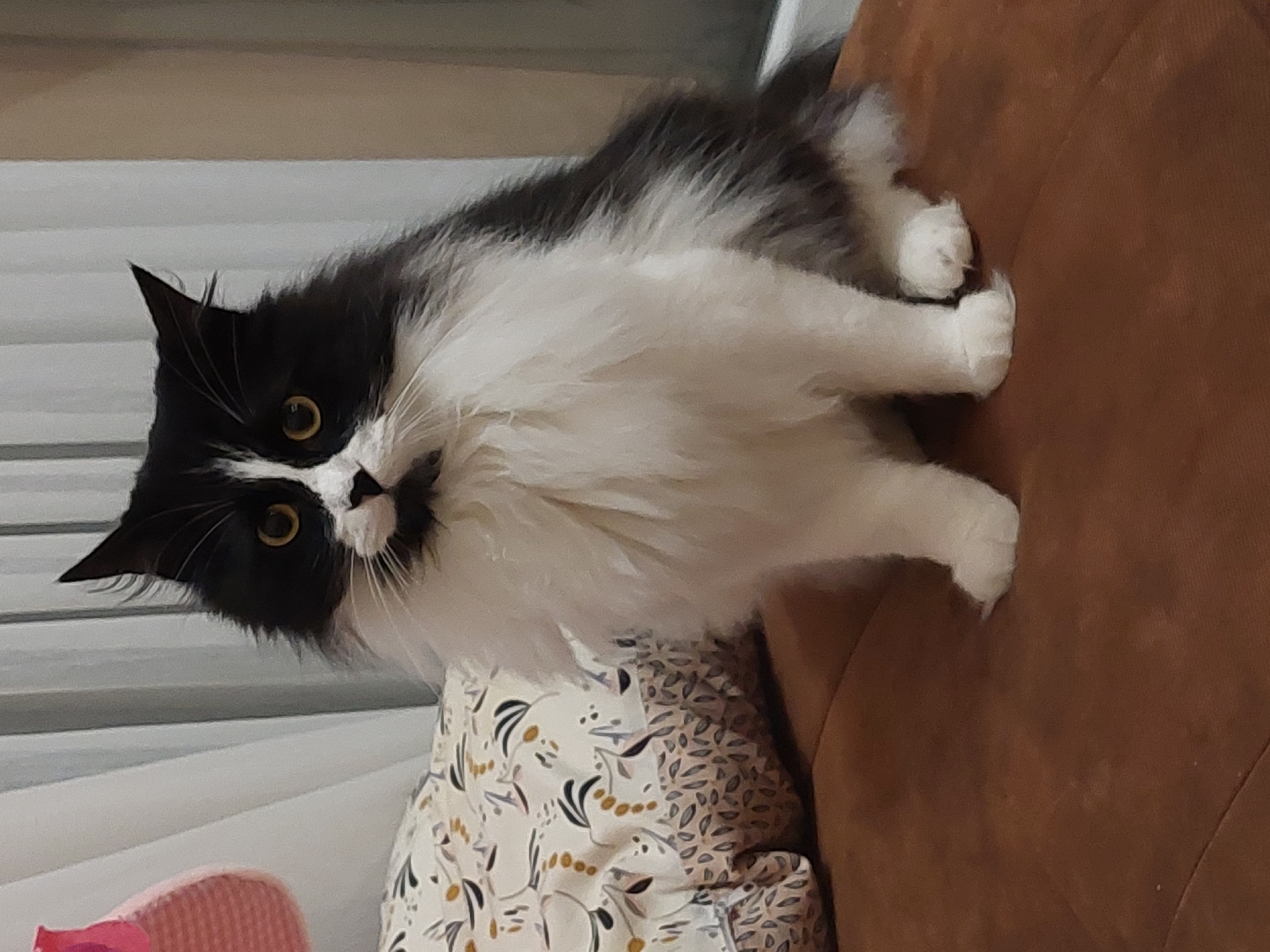 Cat enjoys leisurely evening on sofa in Plovdiv