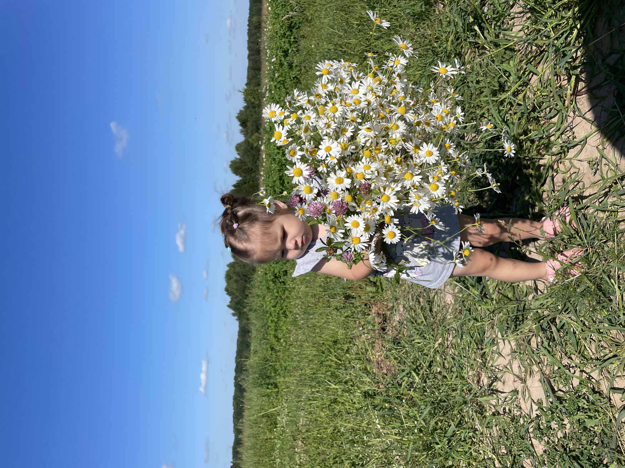 Daisy fields and farm animals on a bright Russian summer morning